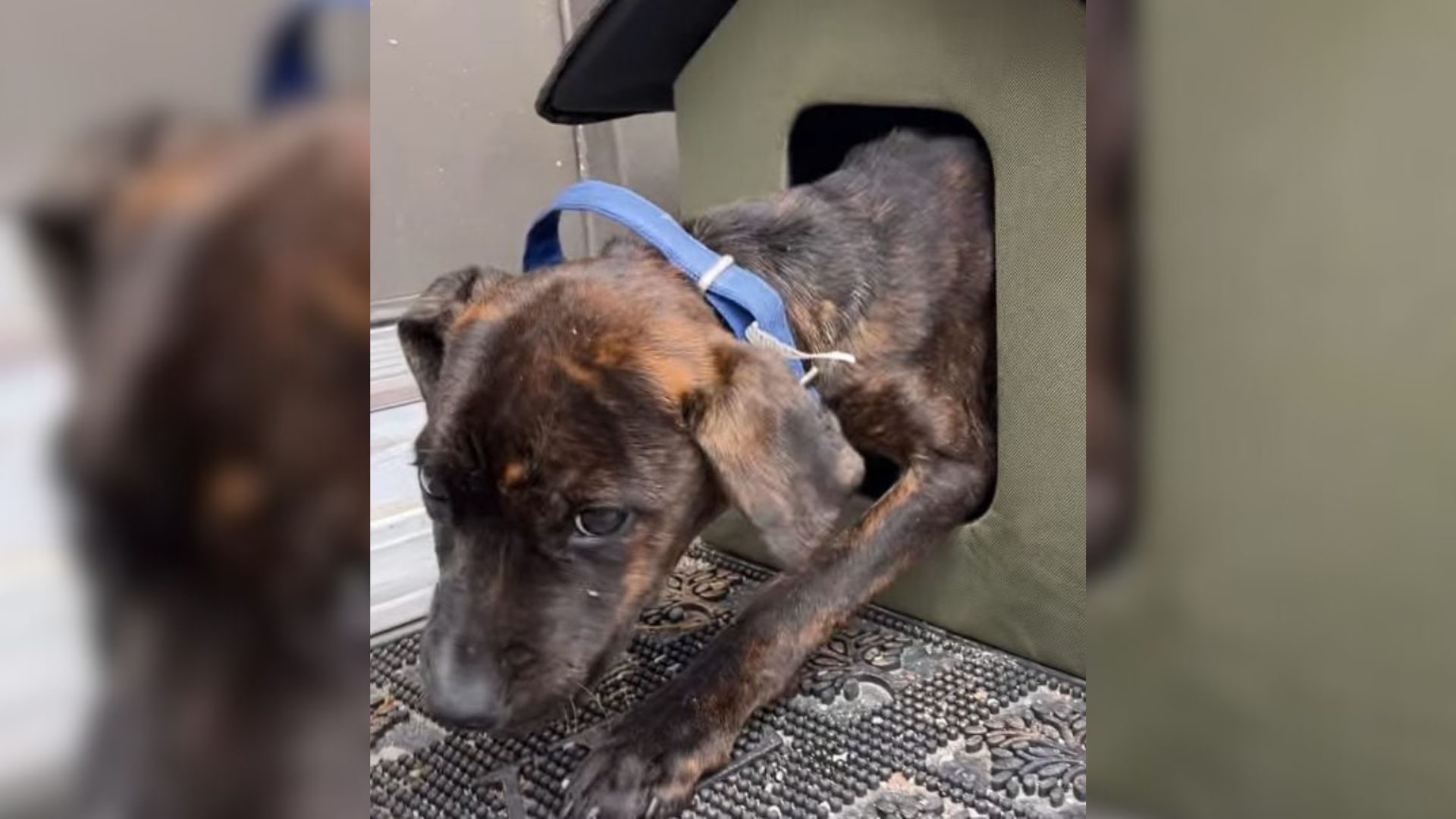 Missouri Rescuer Stunned To Find A Fearful Puppy Hidden In A Little Feral Refuge