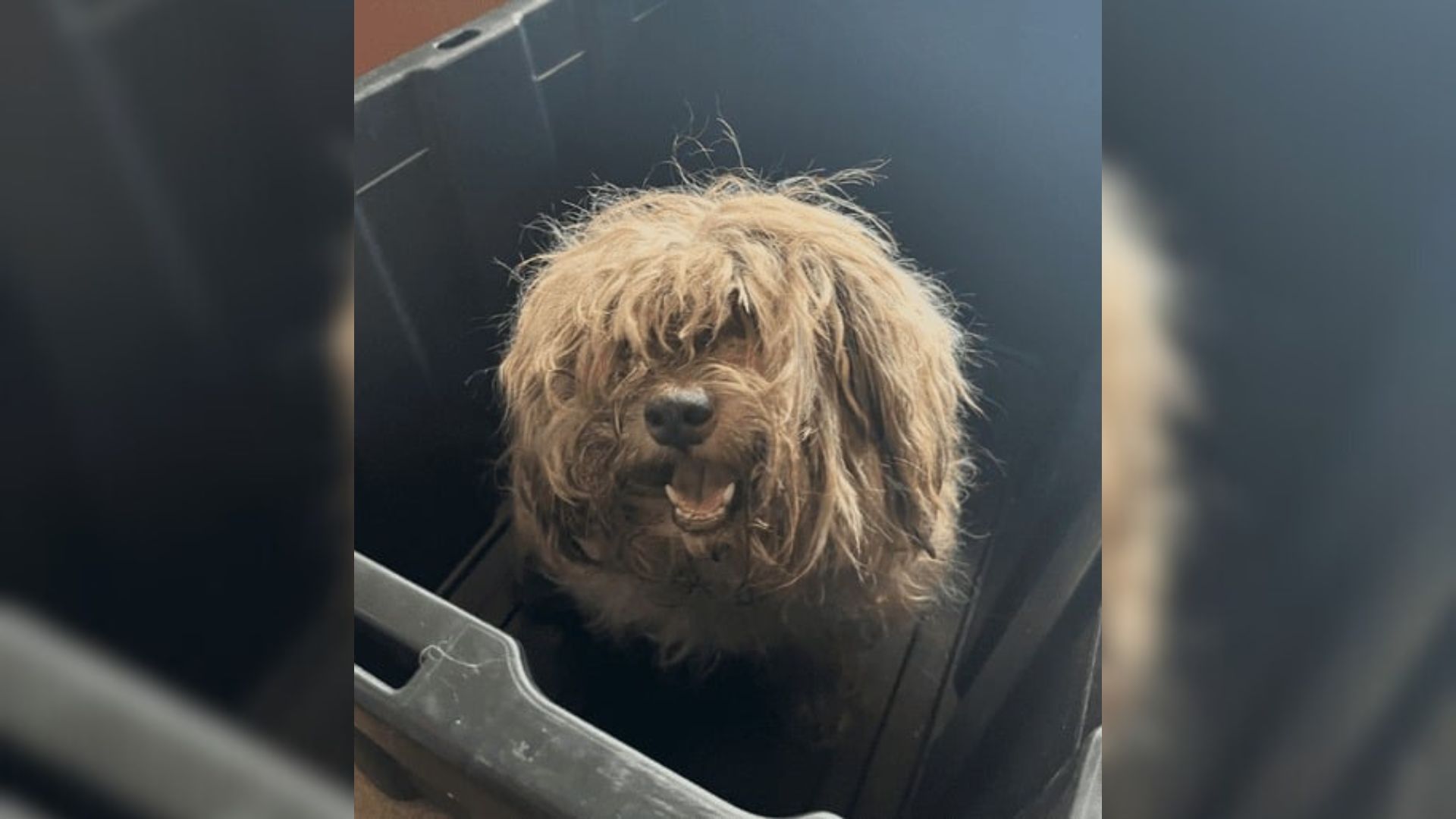 Missouri Pup’s Matted Coat Concealed A Heartbreaking Reality That Left Rescuers In Tears