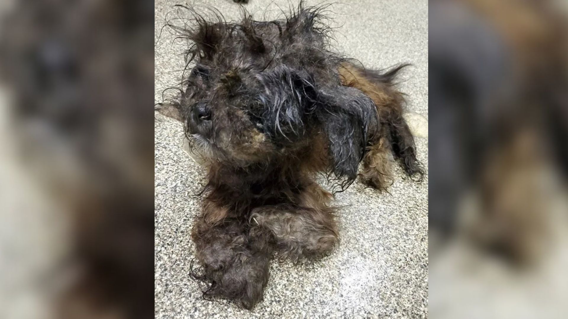 Missouri Rescuers Uncover A Living Mystery Beneath A Pile Of Matted Fur