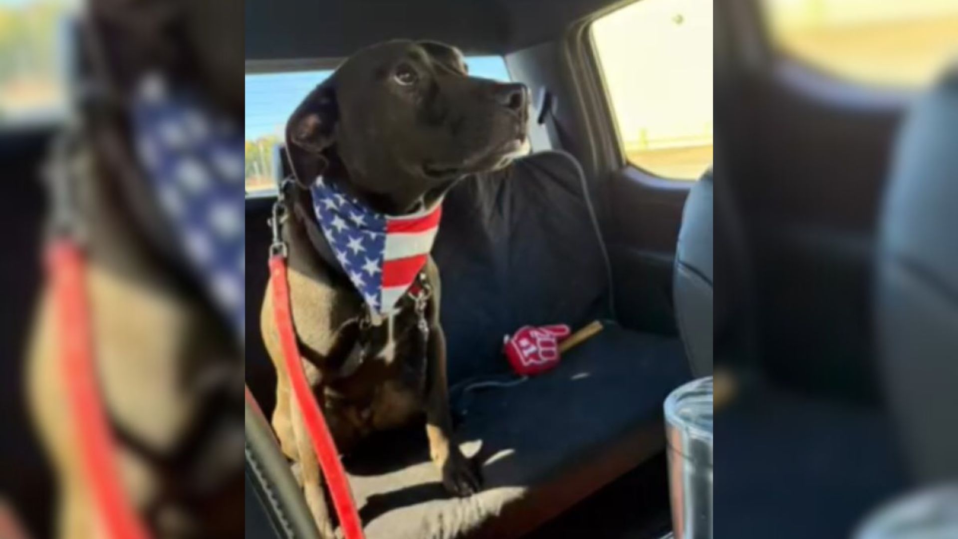 Missouri Shelter Pup Spends Almost His Whole Puppyhood Waiting For One Family