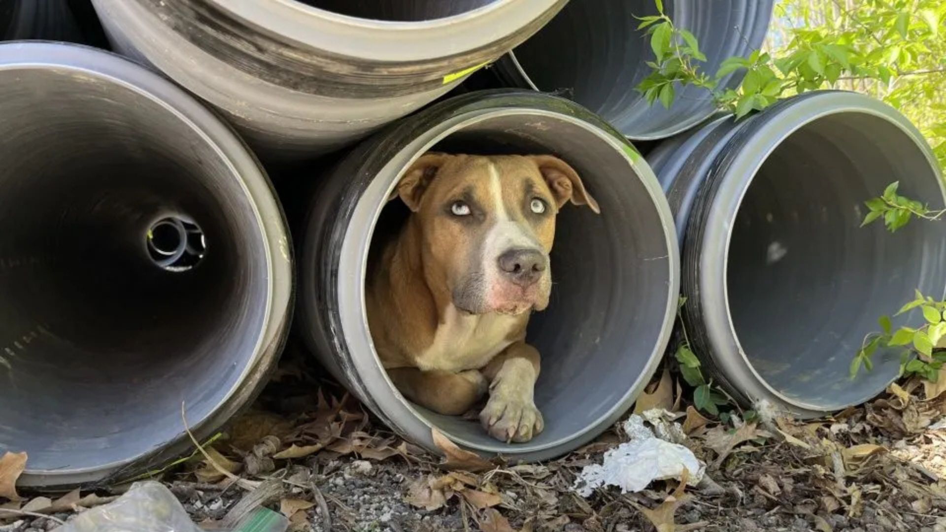 Missouri Stray With Piercing Blue Eyes Guards A Secret That Turns Into A Story Of Rare Devotion