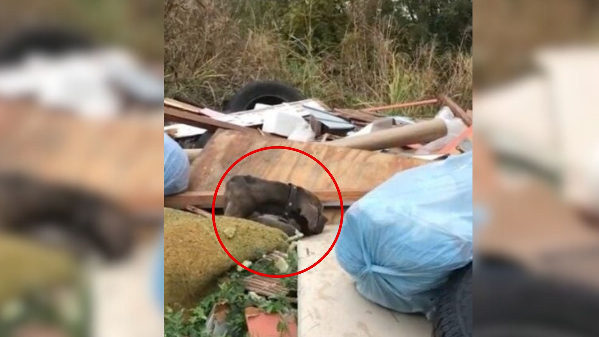 A sad dog lies next to the trash