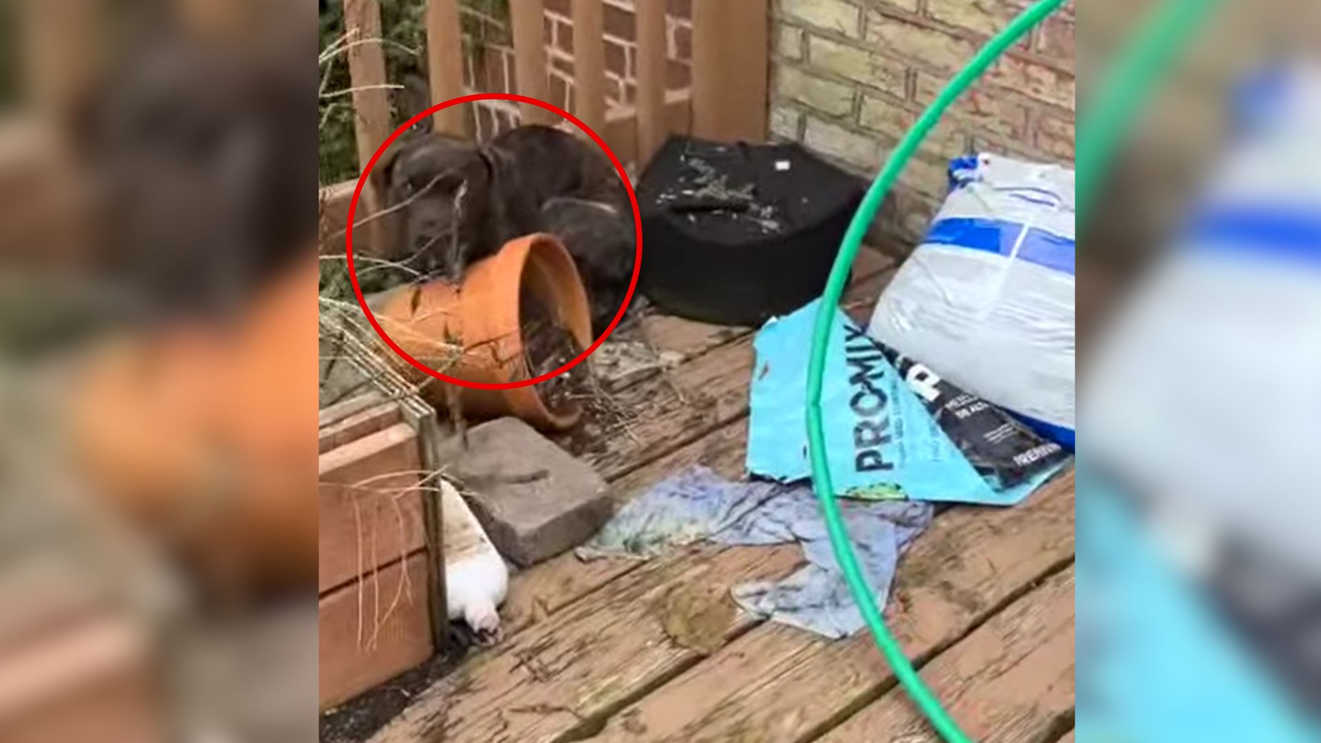 Missouri Woman Was Stunned To Find A Tiny Visitor On Her Porch