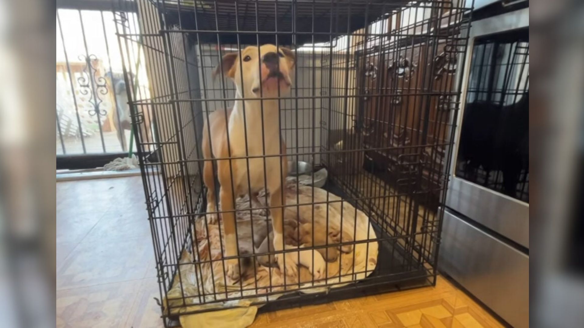 Missouri Woman Watching Her Son’s Pup Faces A Sudden Challenge That Leaves Her Overwhelmed