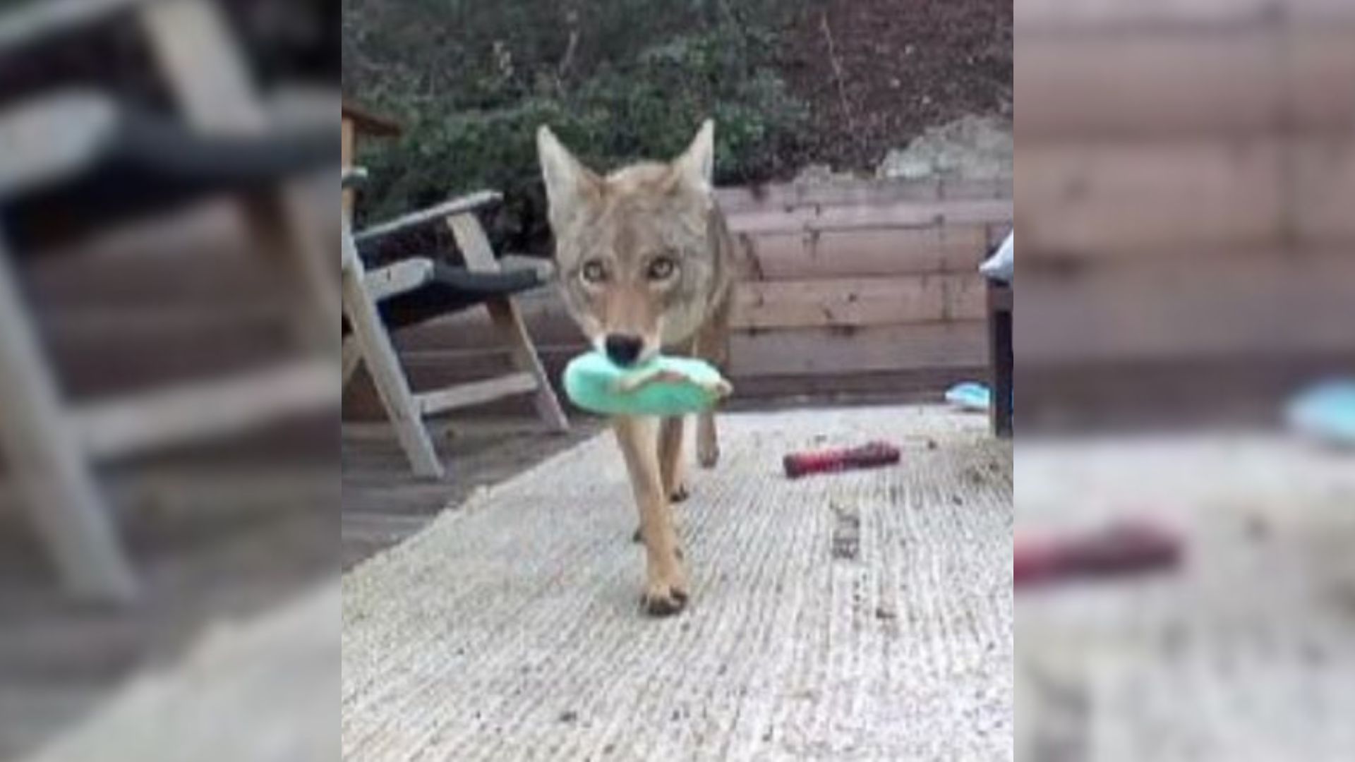 animal with toy in mouth