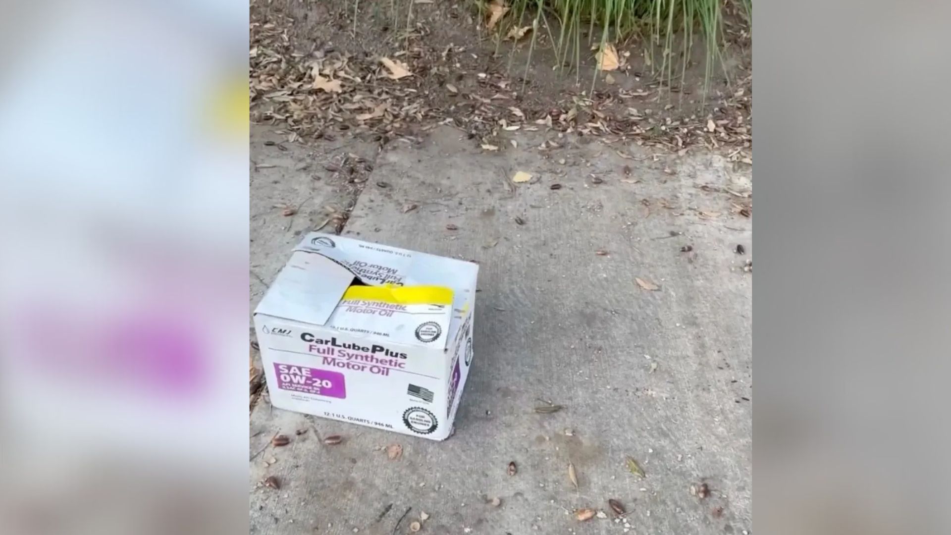 Mysterious Box On California Sidewalk Reveals Four Tiny Lives Waiting For Rescue