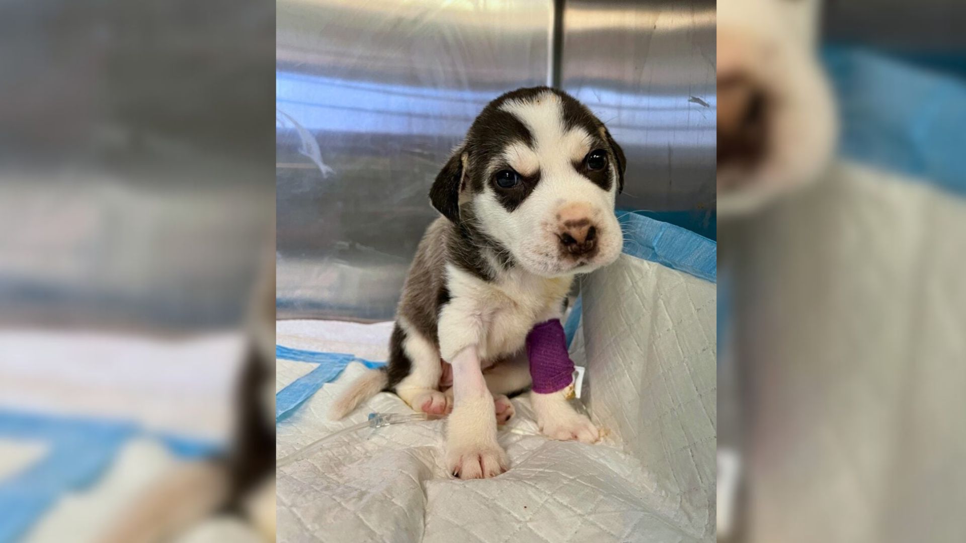 Mysterious Noise From Trash Can Leads Texas Passerby To A Shocking Rescue