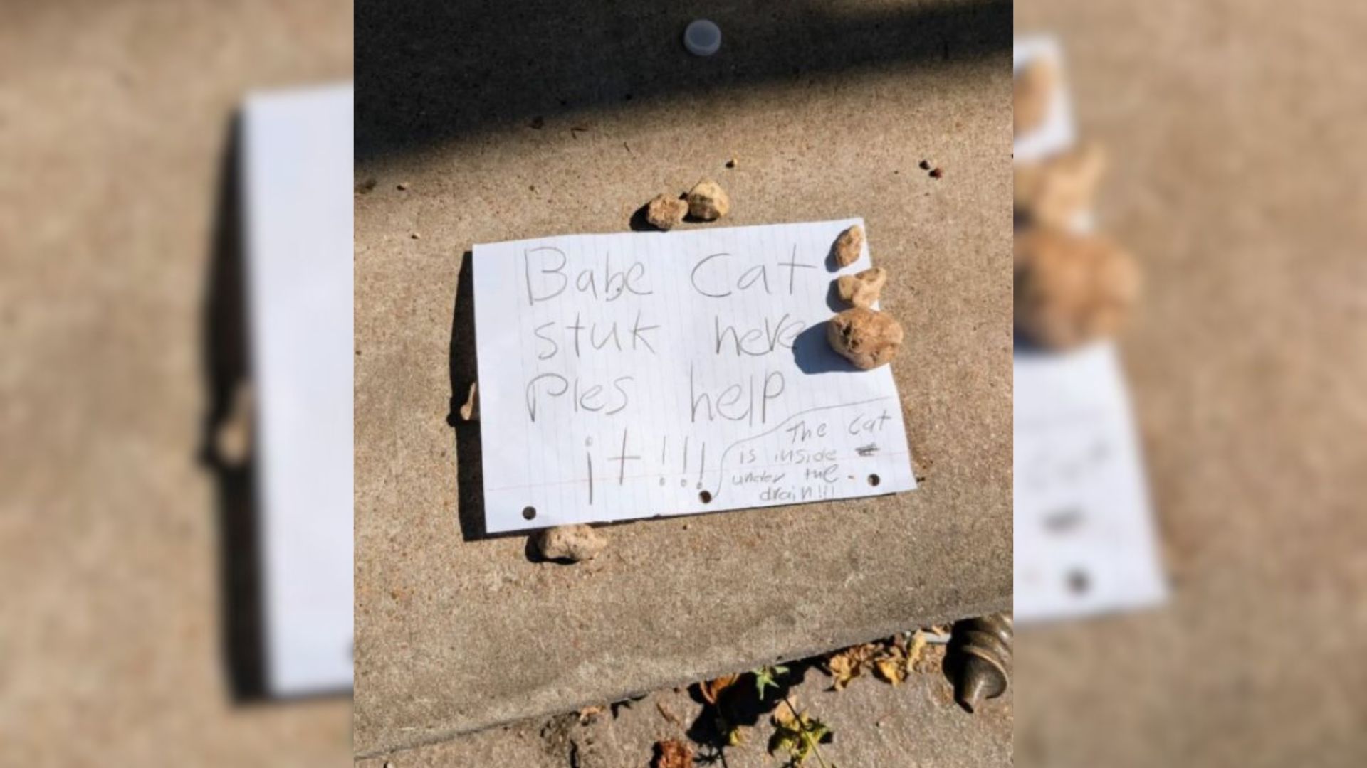 Mysterious Note Left Near A Sewer Drain Leads Texas Rescuers To A Tiny Animal In Danger