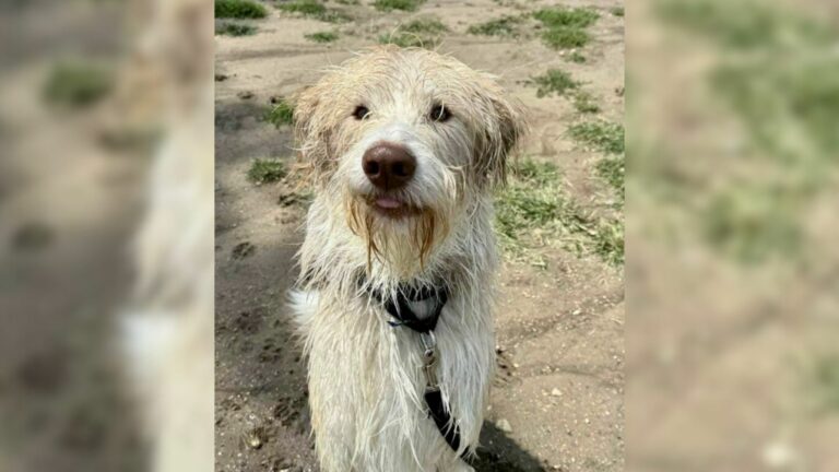 very beautiful dog