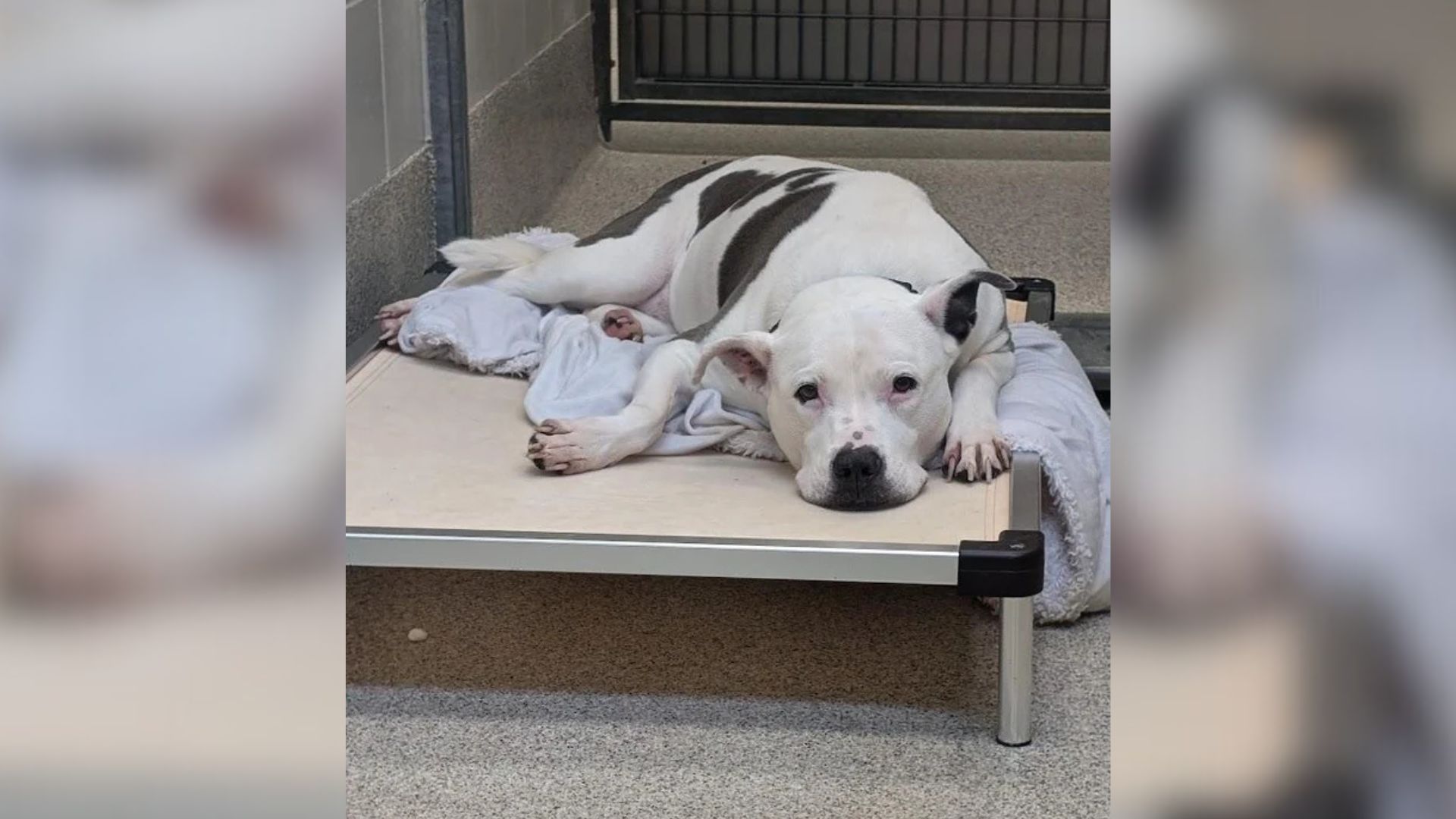 Nebraska Shelter Dog Faces Uncertain Future Until One Woman Gives Her A Reason To Hope