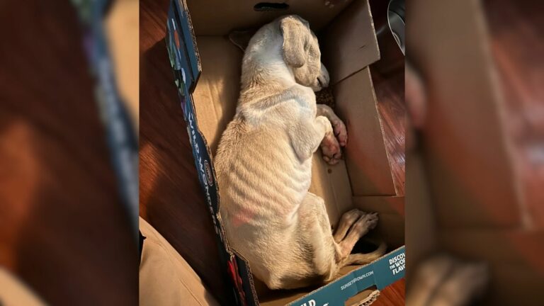 neglected puppy