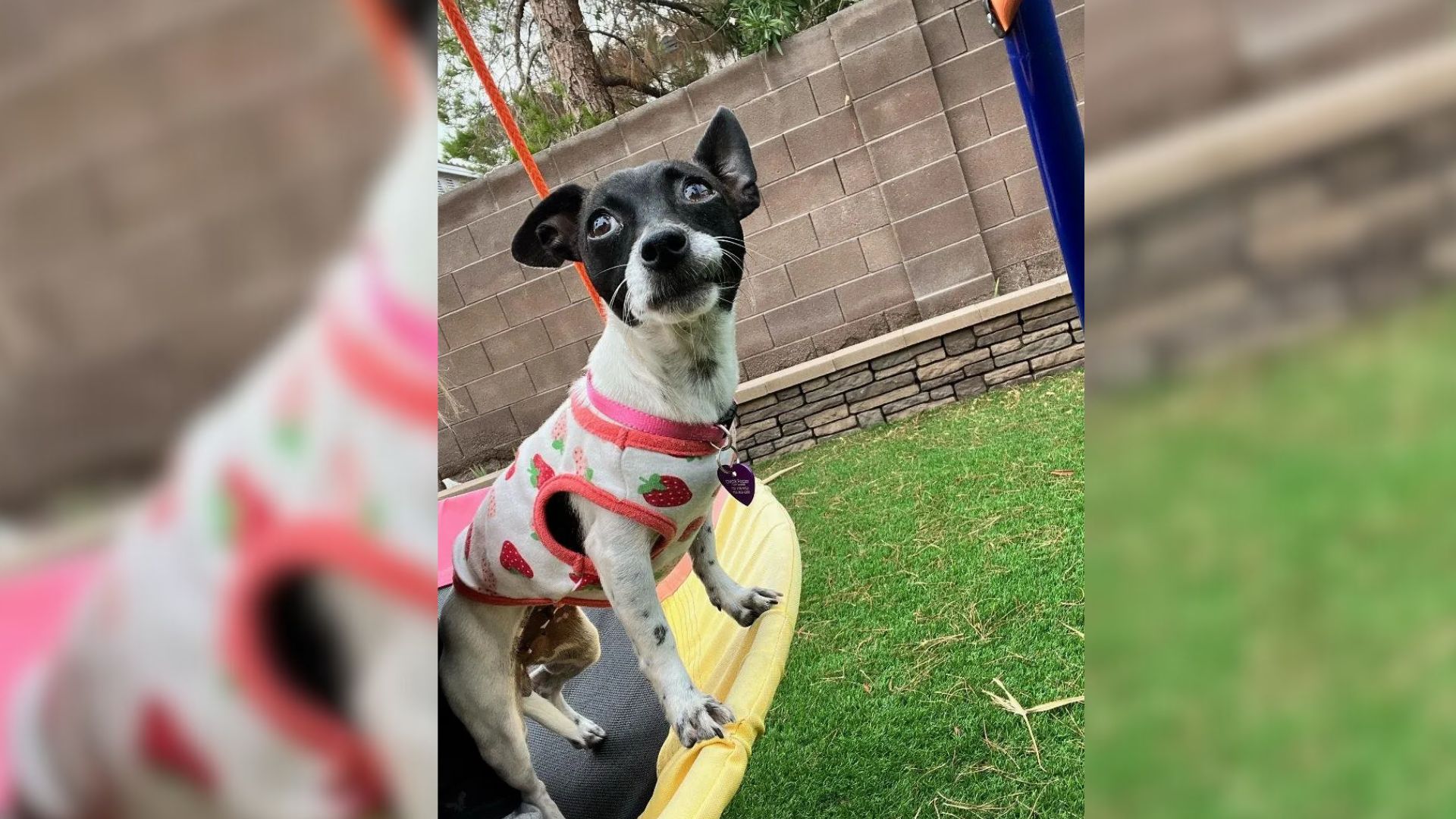 The puppy is sitting on the swing