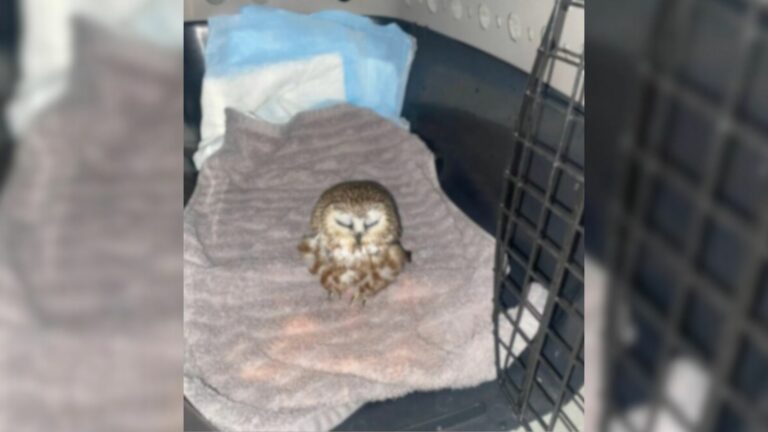owl in snow