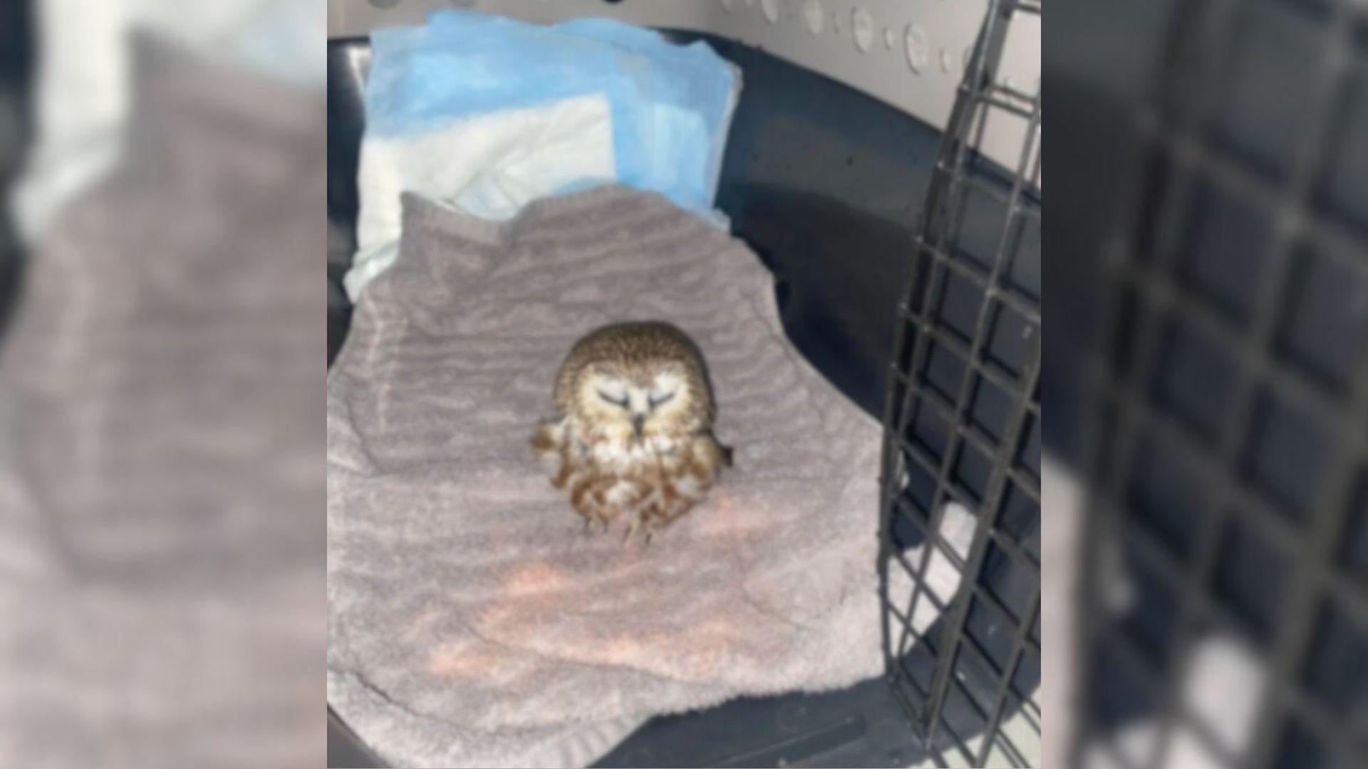 New Hampshire Interns Notice A Mysterious Lump In The Snow And Make An Unbelievable Discovery