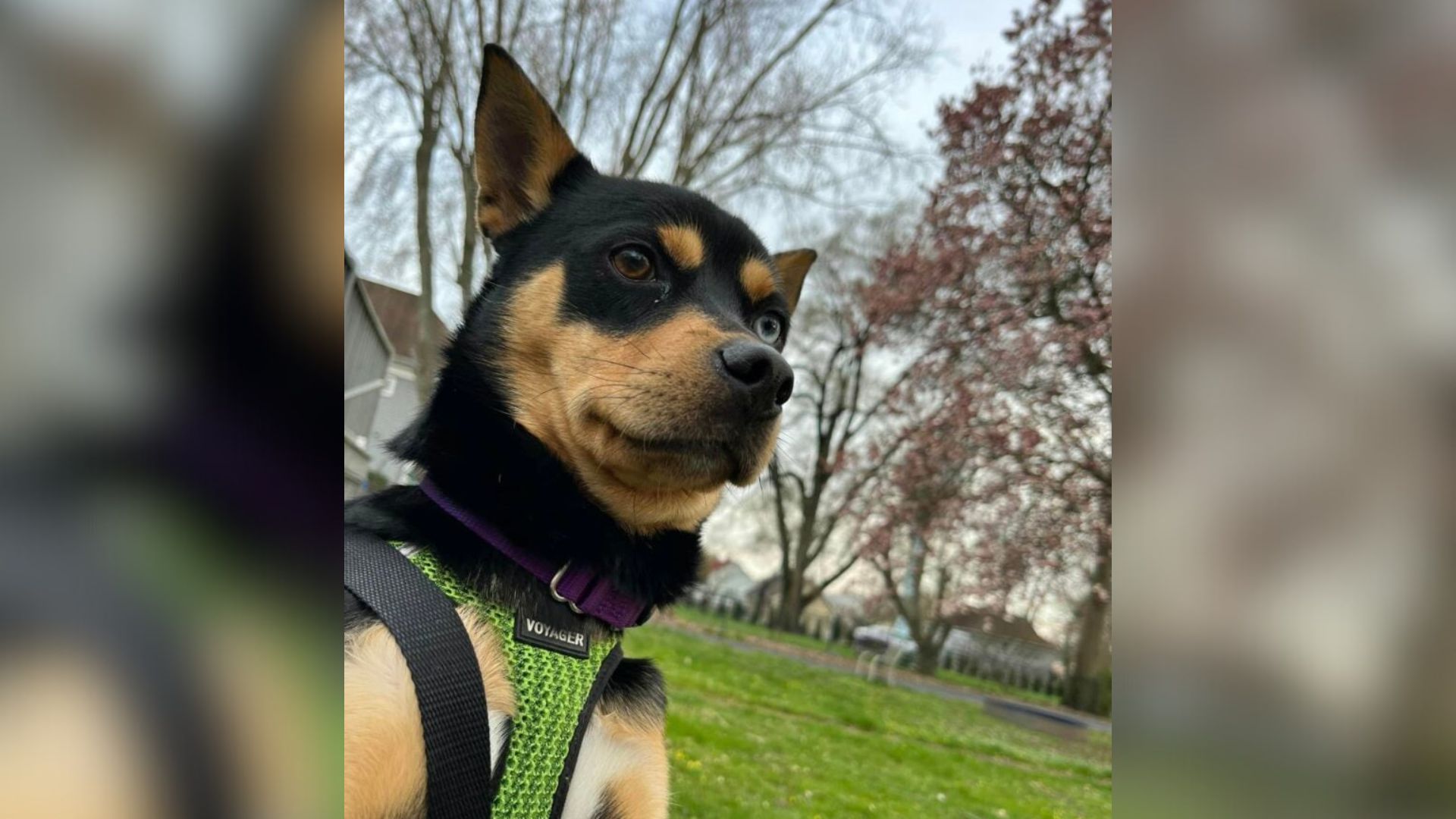 New Jersey Dog Sent Back For ‘Aggression’, But He’s Really A Gentle, Loving Snuggle Bug