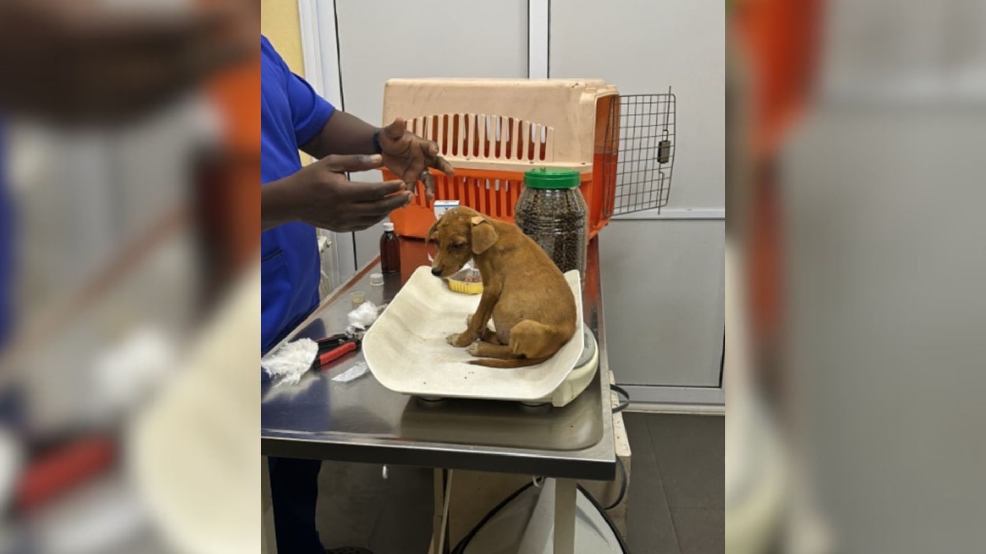 New Jersey Girl Saves A Starving Puppy Who Grew Up Looking Like Bambi