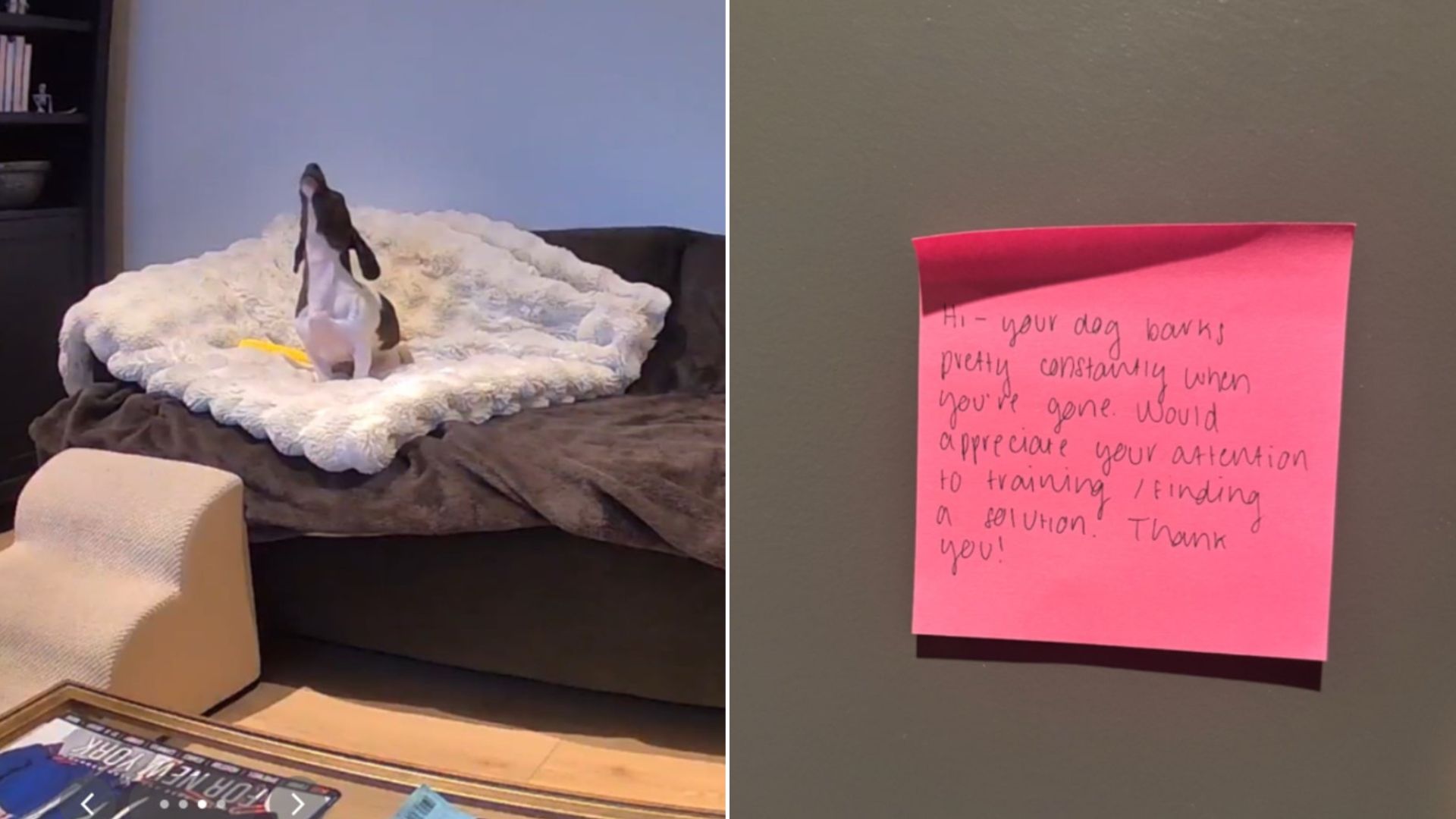 New York Dog Owner Shocked By Neighbor’s Note On Dog’s Behavior, Pet Cam Explains Everything