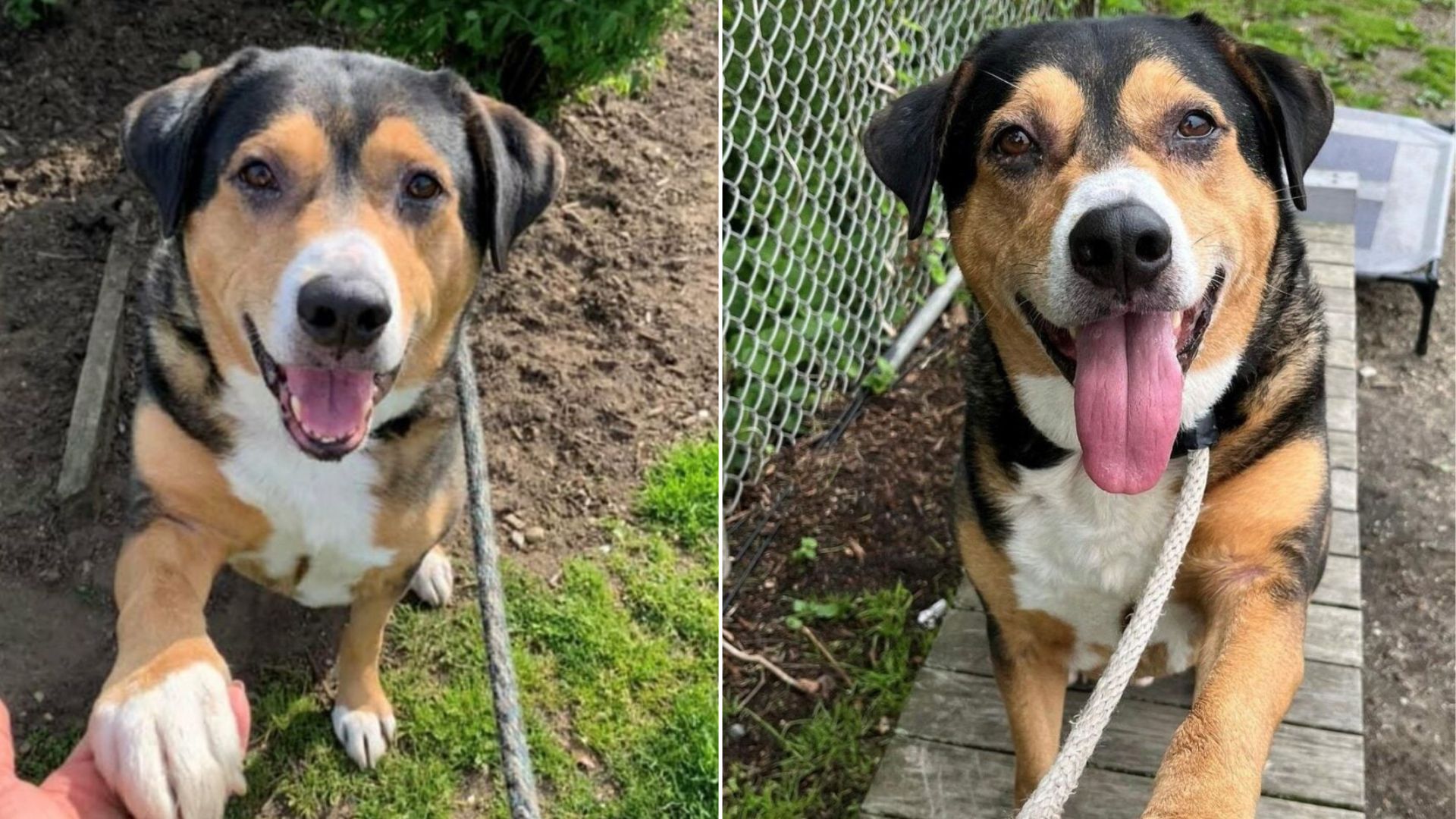 New York Dog Returned After Adoption Gets A Heartfelt Gift From Shelter Staff