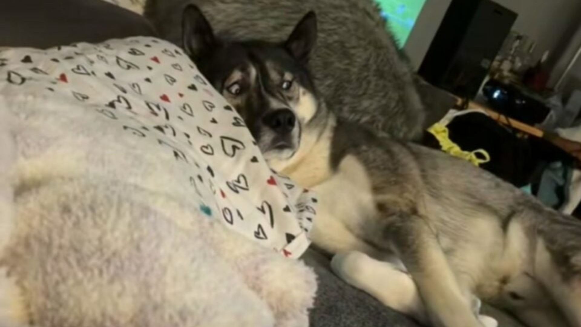 New York Dog’s Stunned Face Shows He Just Learned Huskies Have A Job To Do