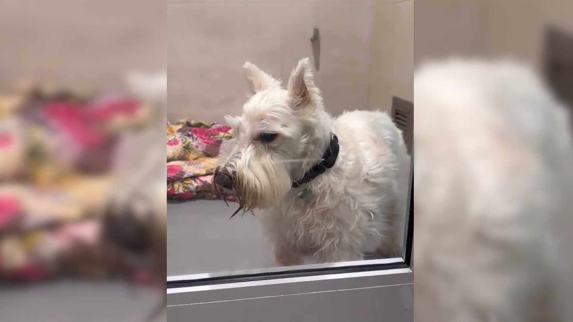 New York Family Leaves Dog After 14 Years, Then A Miracle Happens