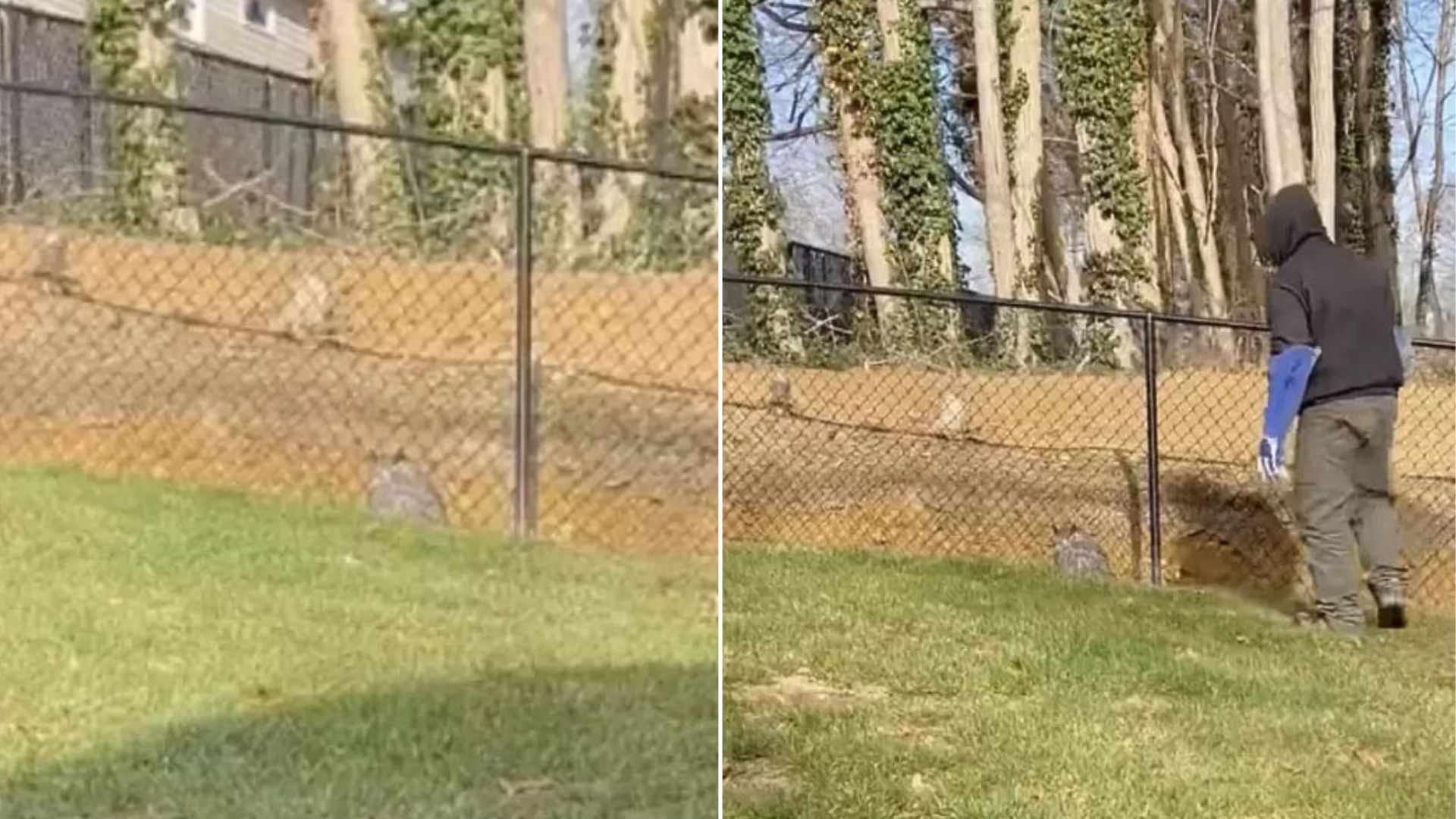 New York Man Notices A Mysterious Lump In His Yard And Makes A Surprising Discovery