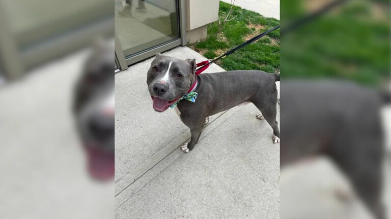 Pit Bull