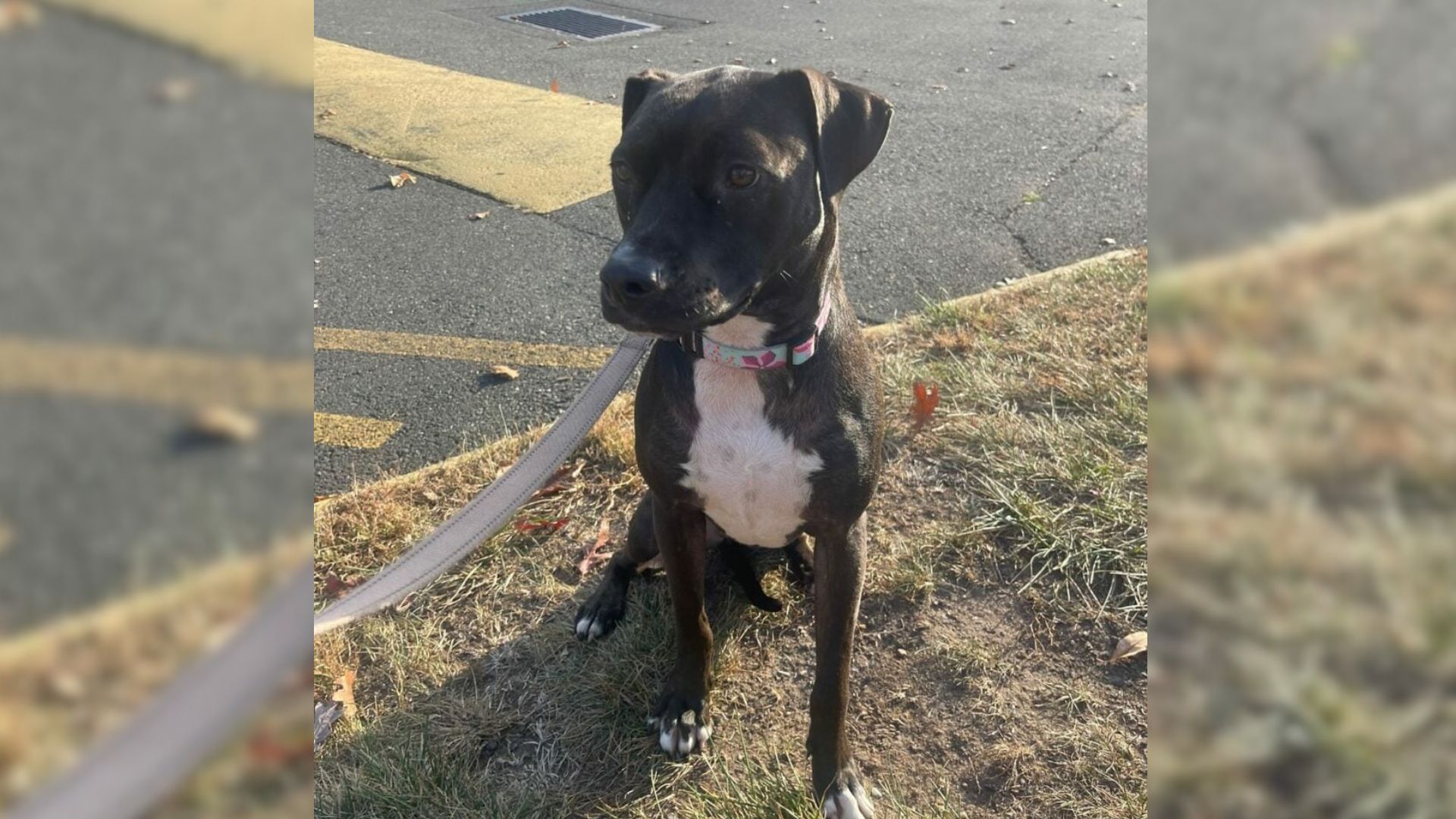 New York Pittie Passed Over For Her Color Moves Through Eight Foster Homes Without Finding A Family