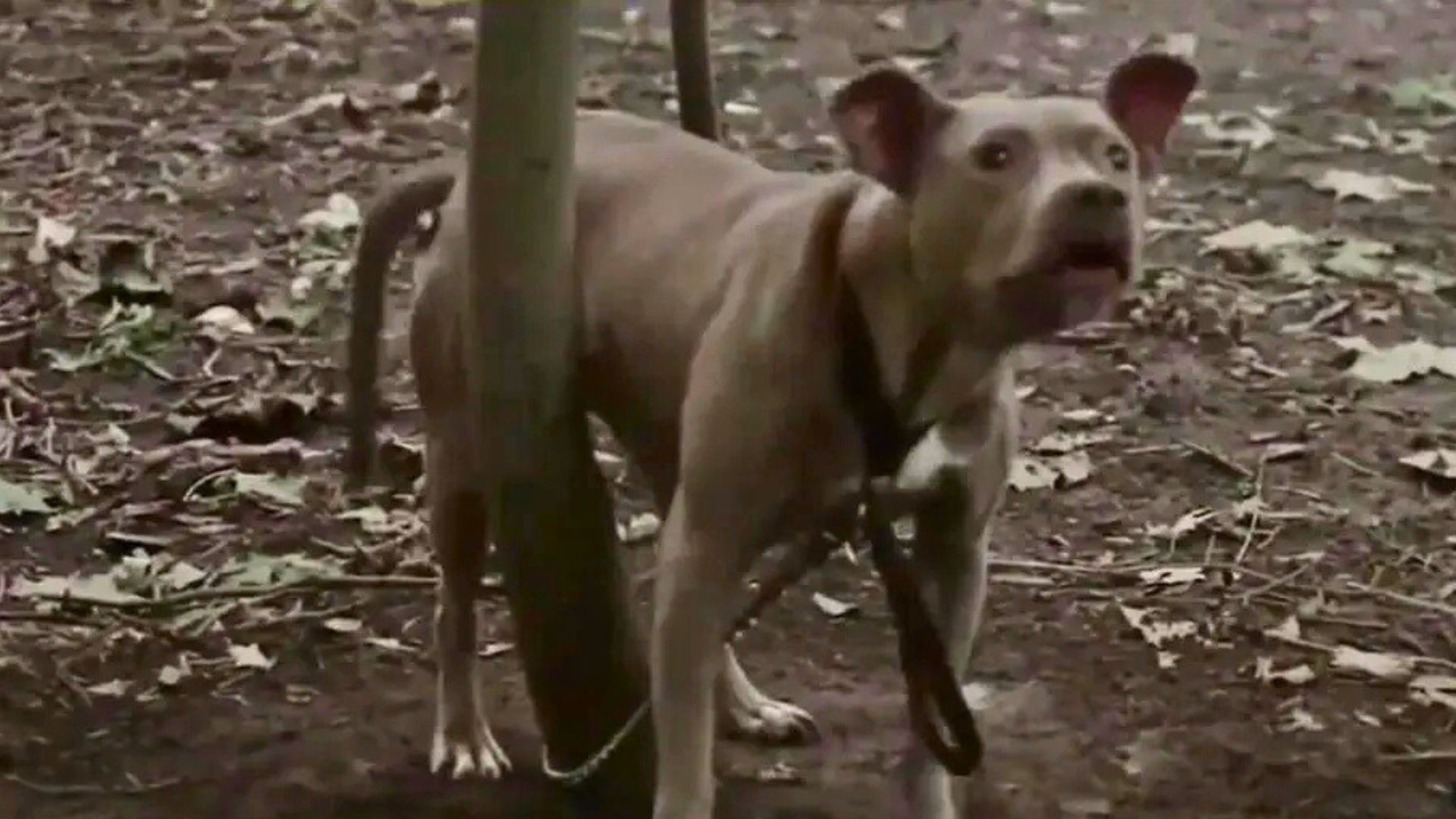 New York Pittie’s Desperate Barks Lead A Jogger To A Scene That Breaks His Heart