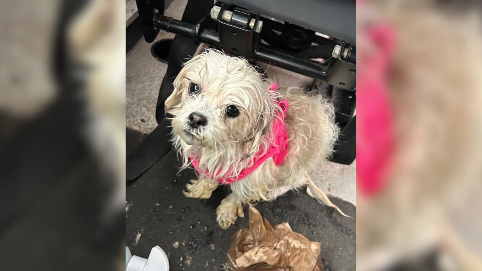 New York Police Officer Takes In A Pup He Rescued From The Freezing East River Waters