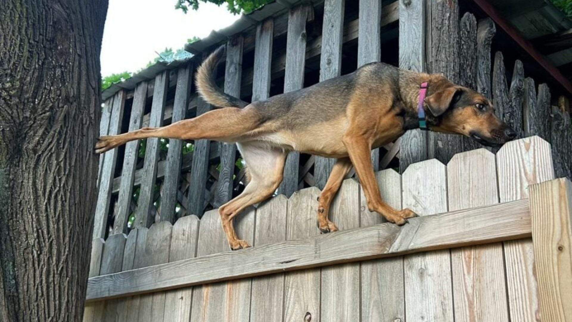 dog on fence