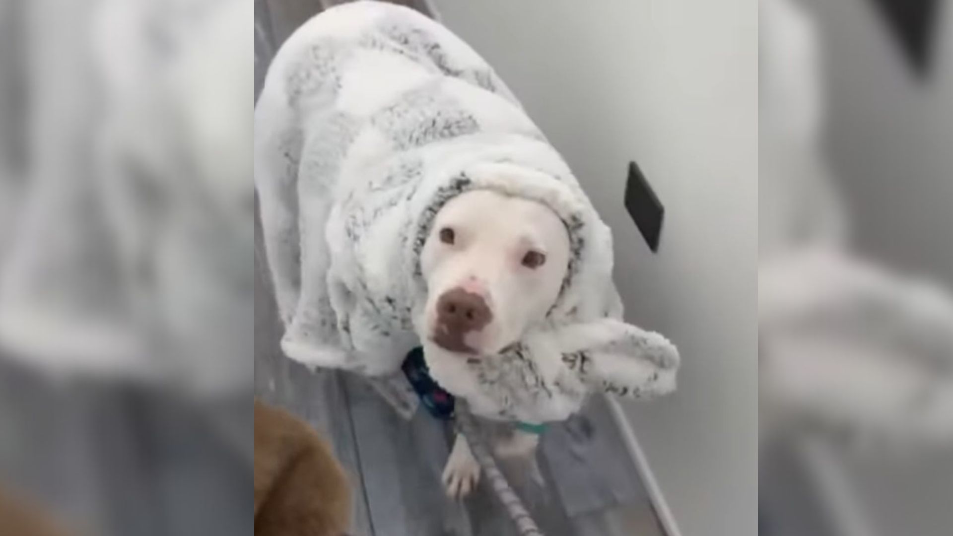 New York Pup’s Emotional Support Blanket Becomes His Only Comfort After Hundreds Of Lonely Nights