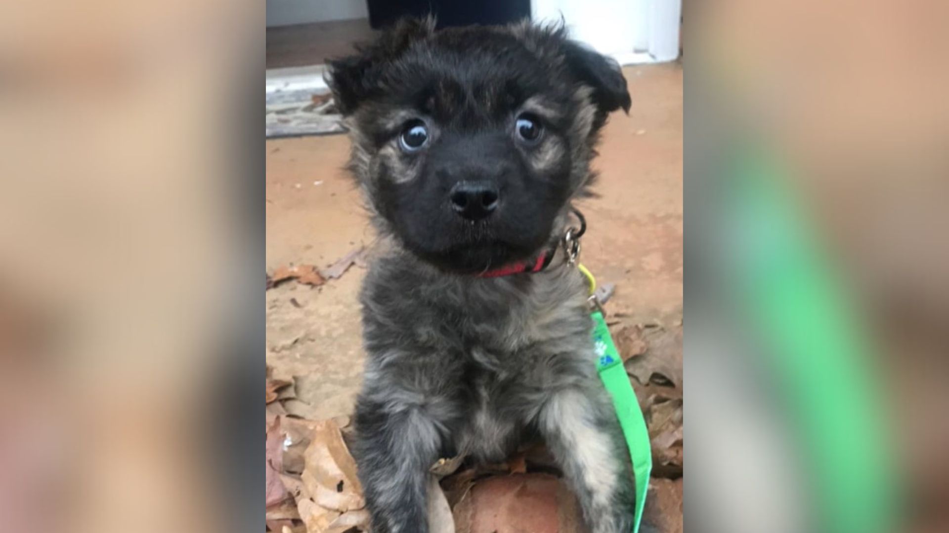 New York Rescue Pup’s DNA Test Reveals A Family He Never Knew