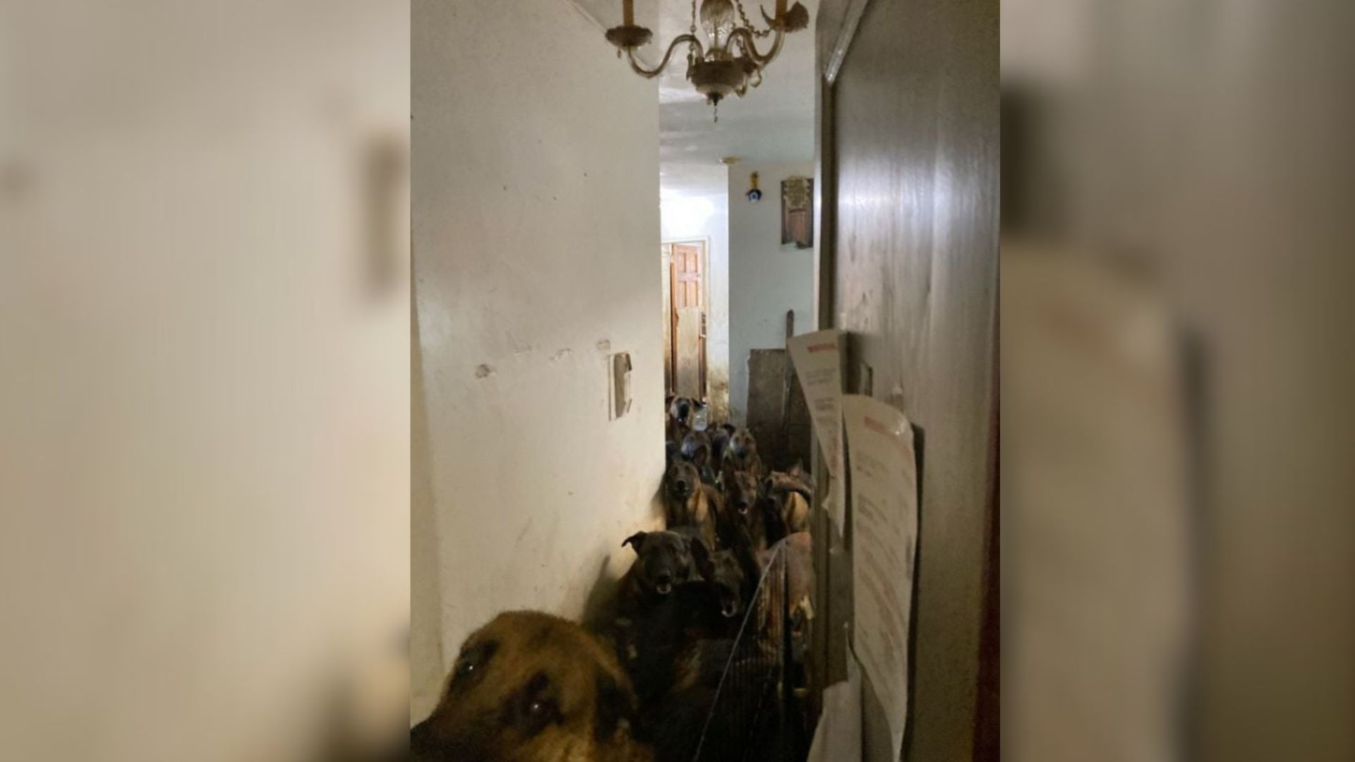 New York Rescuers Enter Tiny Apartment And Uncover A Heartbreaking Secret