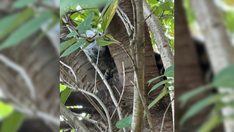 animal on tree
