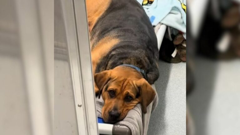 shelter dog
