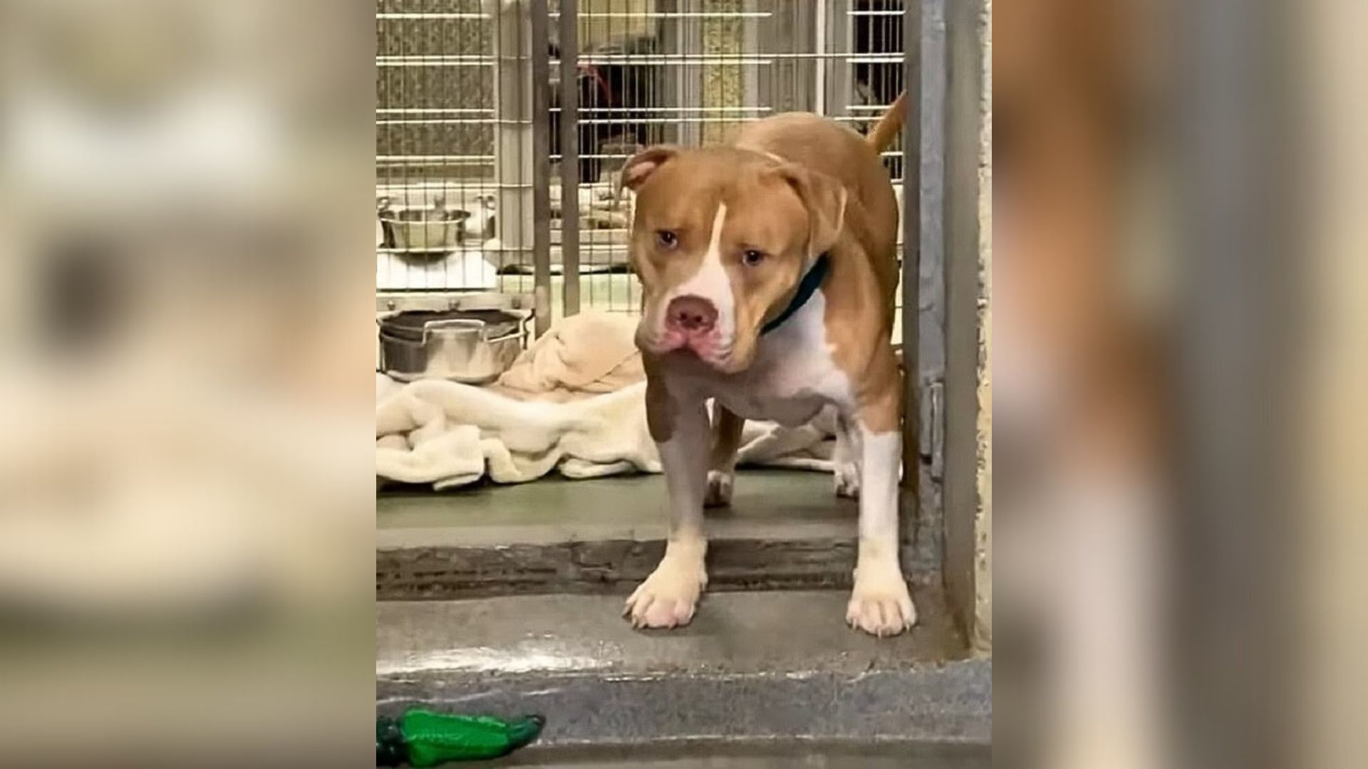 New York Shelter Dog Waits For A Family Who Will Finally Love Him Back  