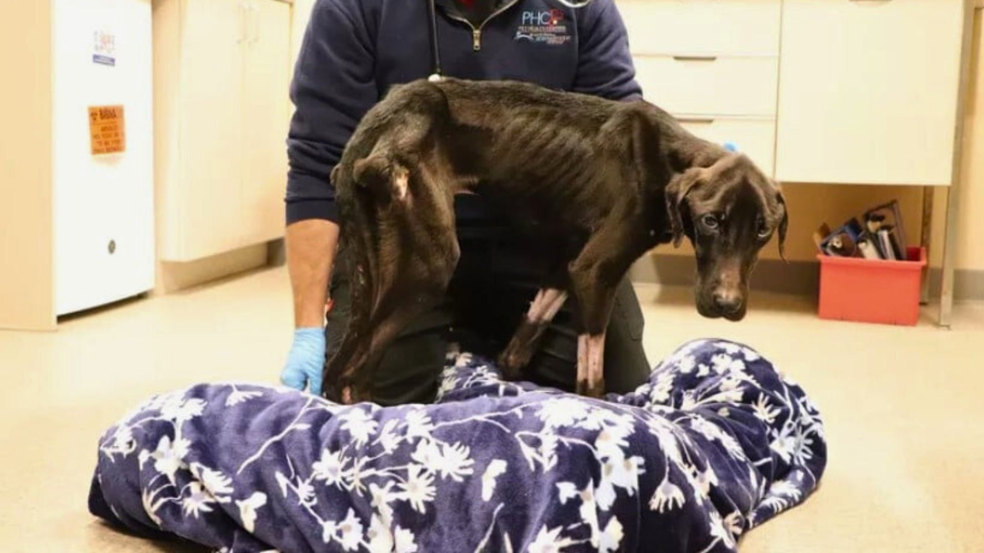 New York Team Rushes To Save Emaciated Dog Found In Desperate State