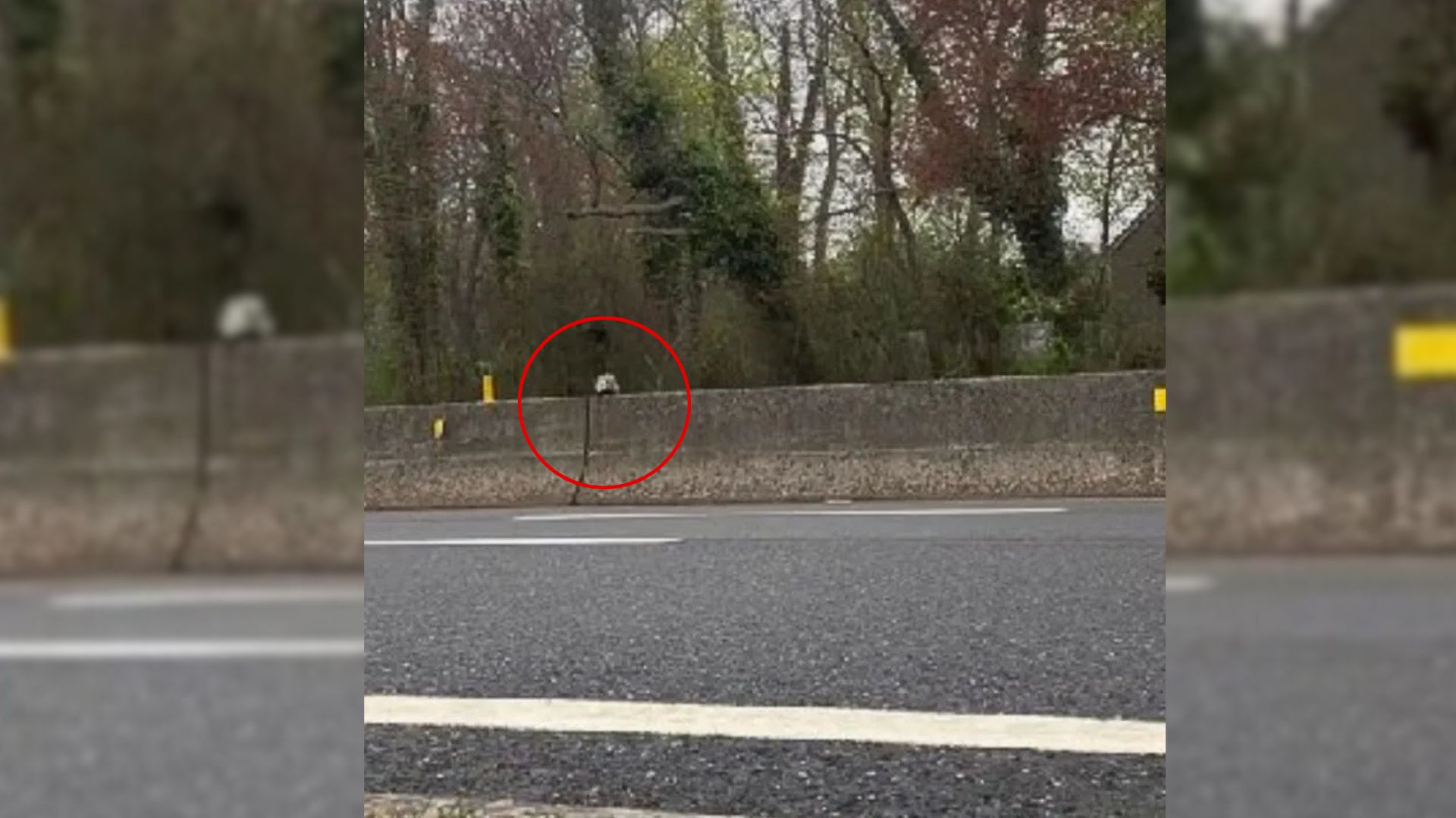 New York Wildlife Rescuer Runs Into Traffic When A Small Figure Freezes In Fear