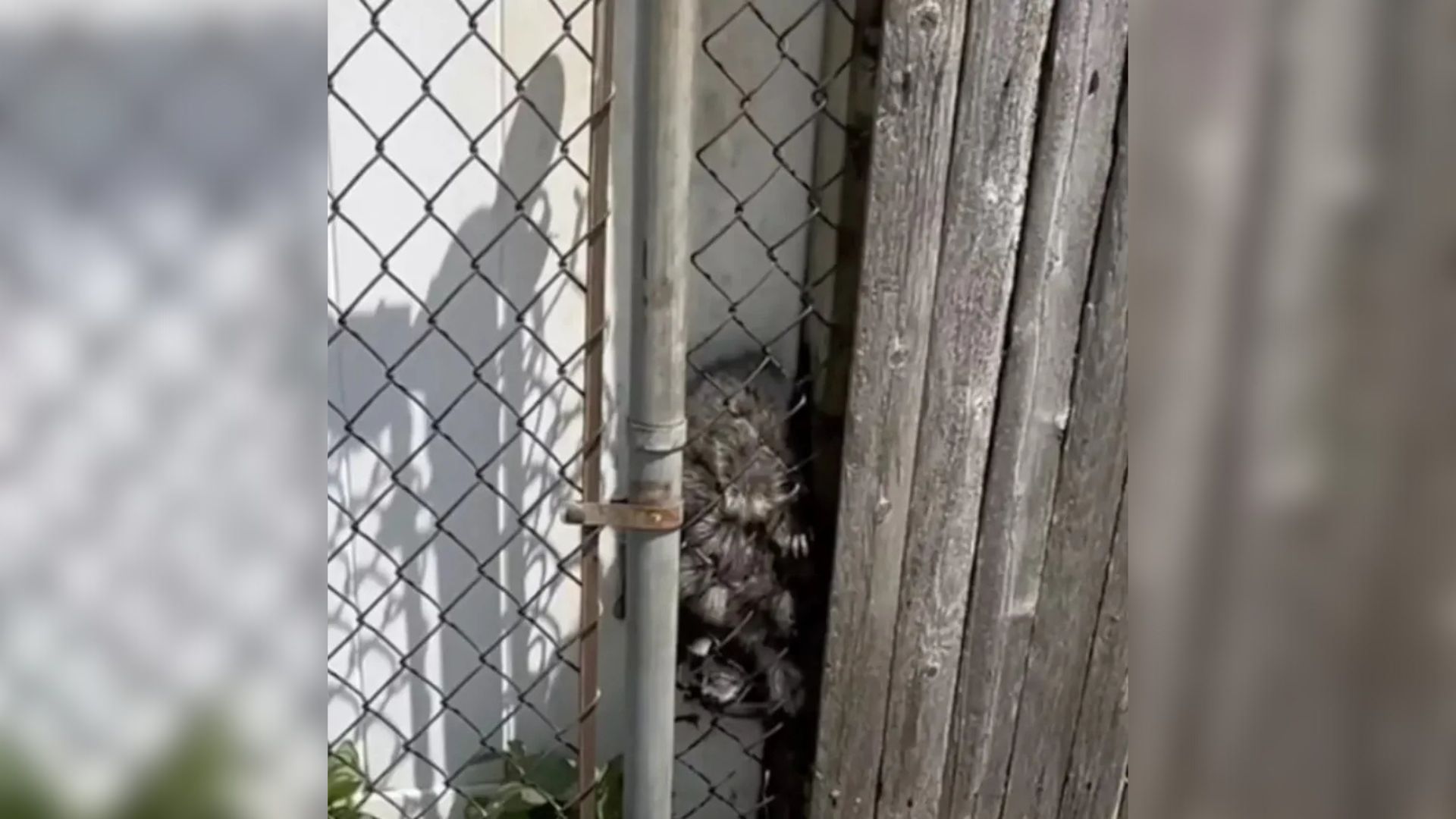 New York Woman Hears Terrifying Screams At Dawn And Is Stunned By Who She Finds Outside