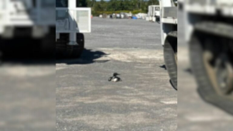 duck sitting down