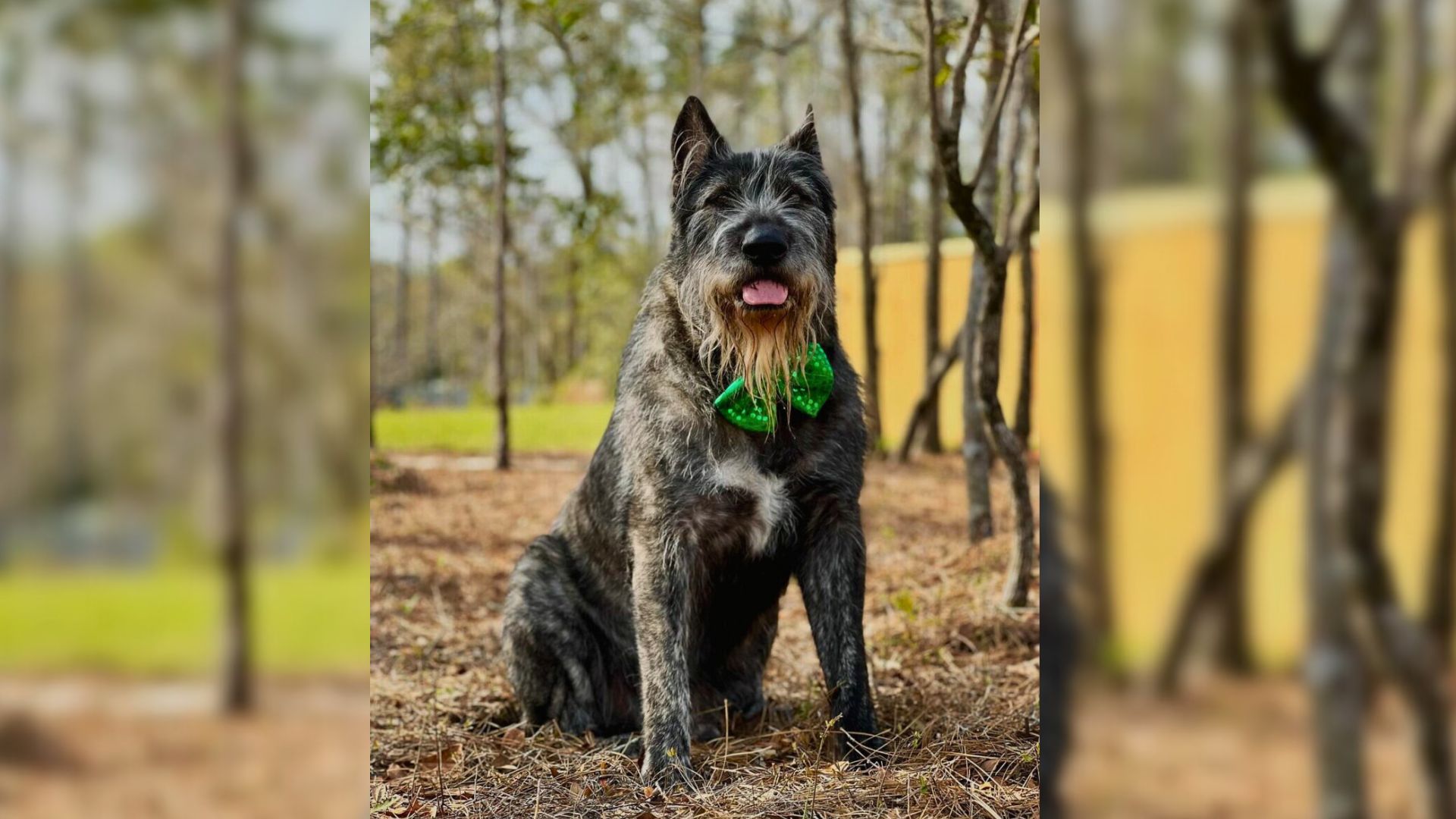 dog with a green bow