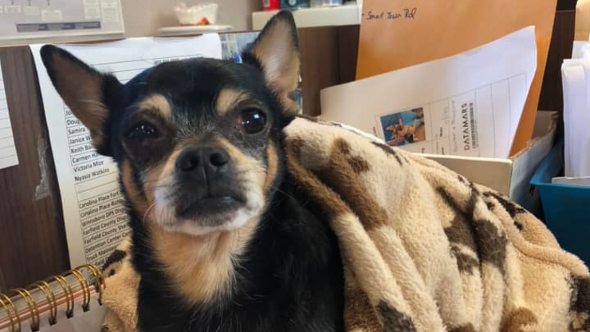 North Carolina Dog Left Behind After A Decade Still Sees Every Car As A Sign Of Hope