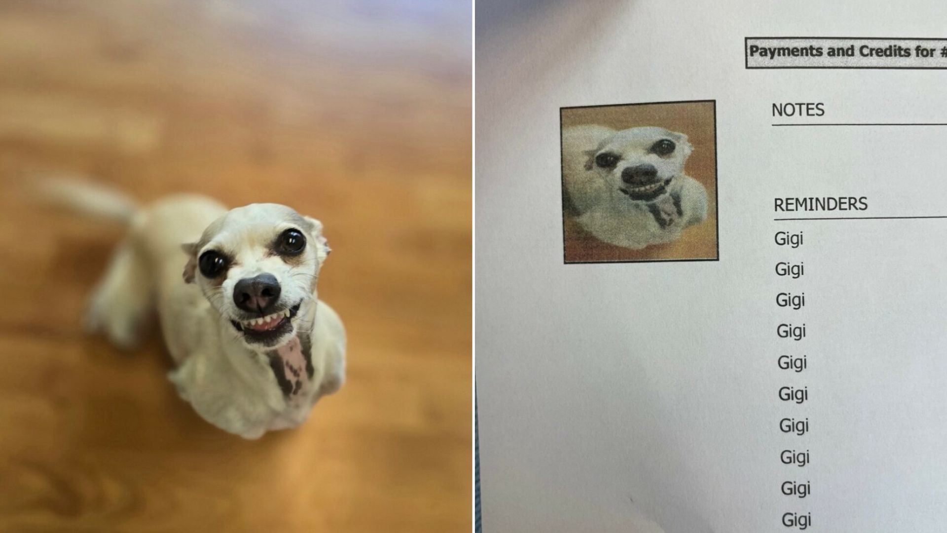 North Carolina Dog’s Iconic Grin Captures The Internet But Means Even More To Her Mom