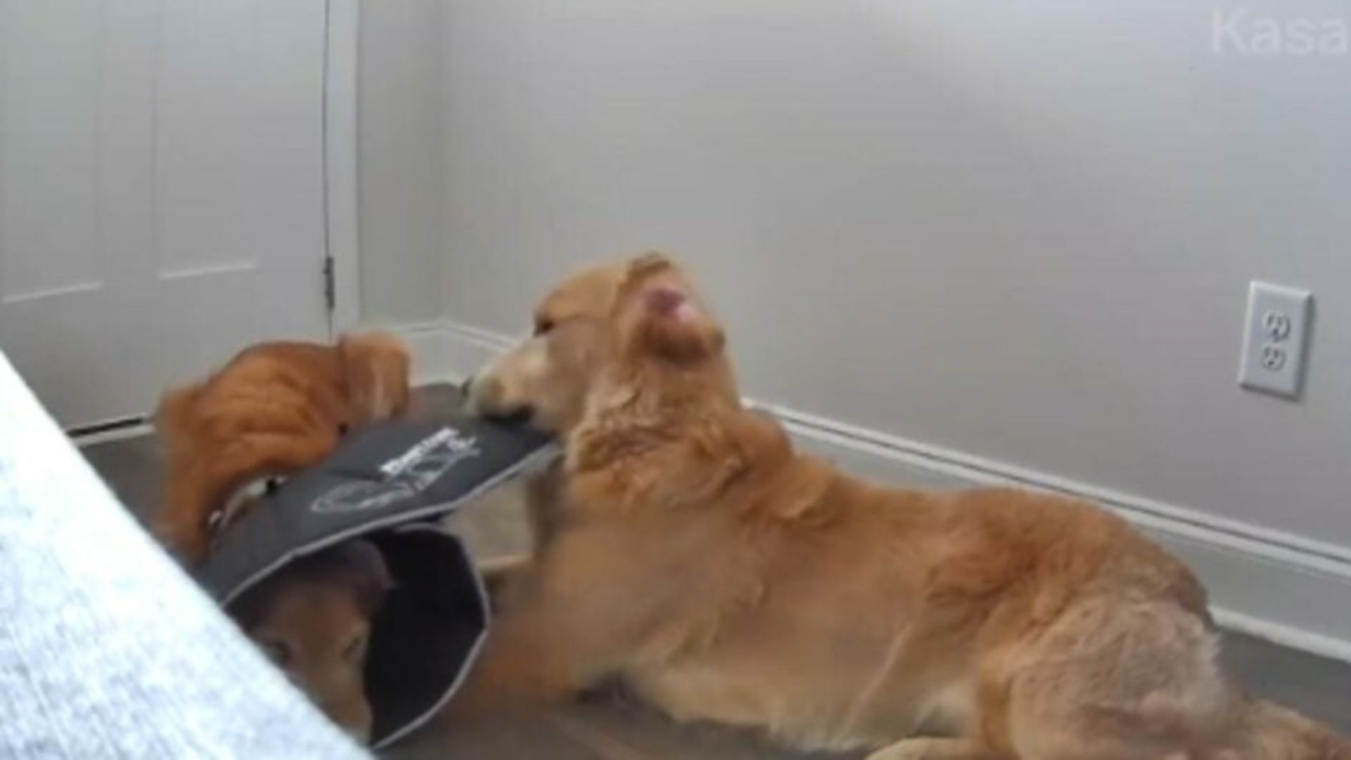 North Carolina Golden Retriever Brothers Test Their Owner’s Sanity With A Bizarre Cone Switch