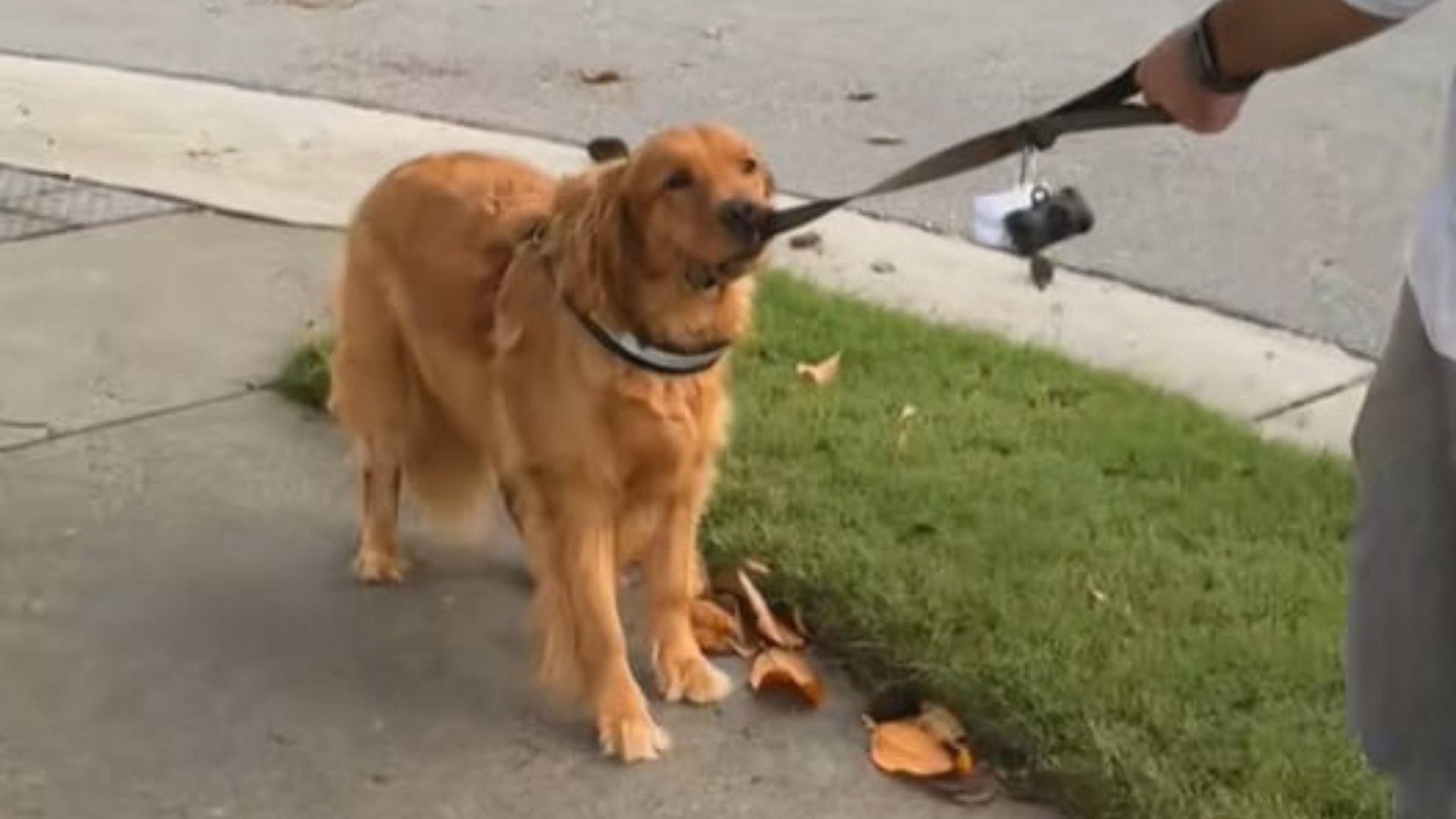 North Carolina Golden Retriever Won’t Budge Past One Spot  And The Reason Is Hilariously Spooky