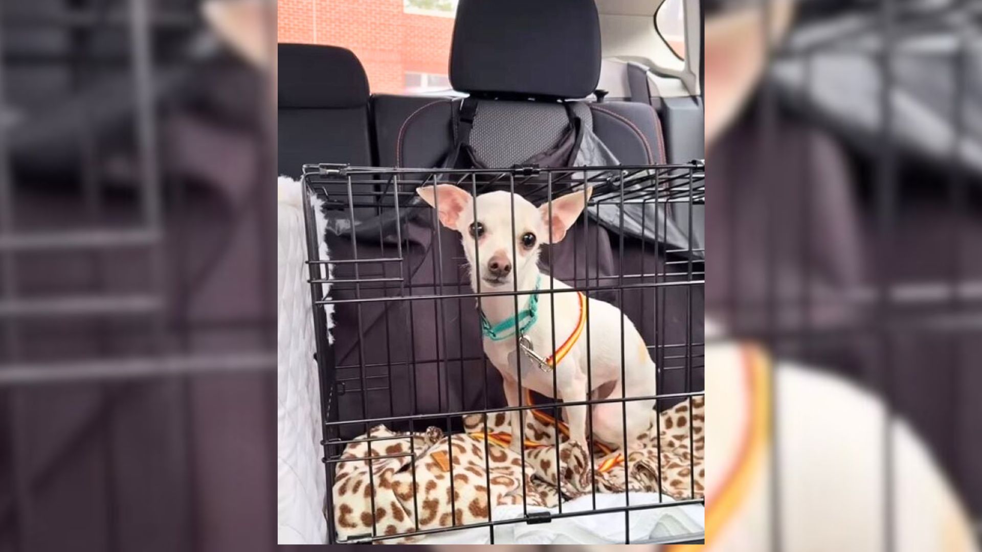 North Carolina Pup Felt Heartbroken And Kept Wondering Why His Family Never Came Back For Him