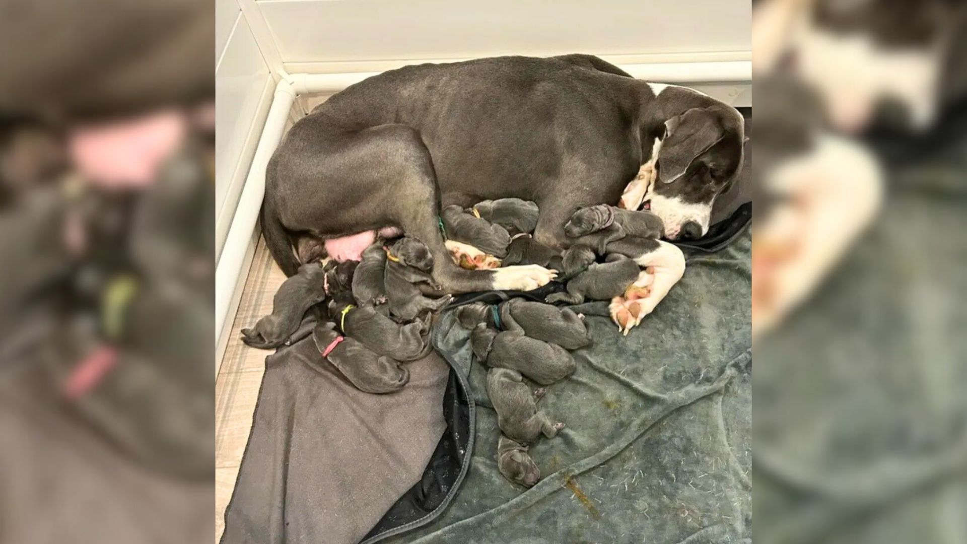 North Carolina Rescue Staff Left Speechless As Great Dane Welcomes Largest Litter They’ve Ever Seen