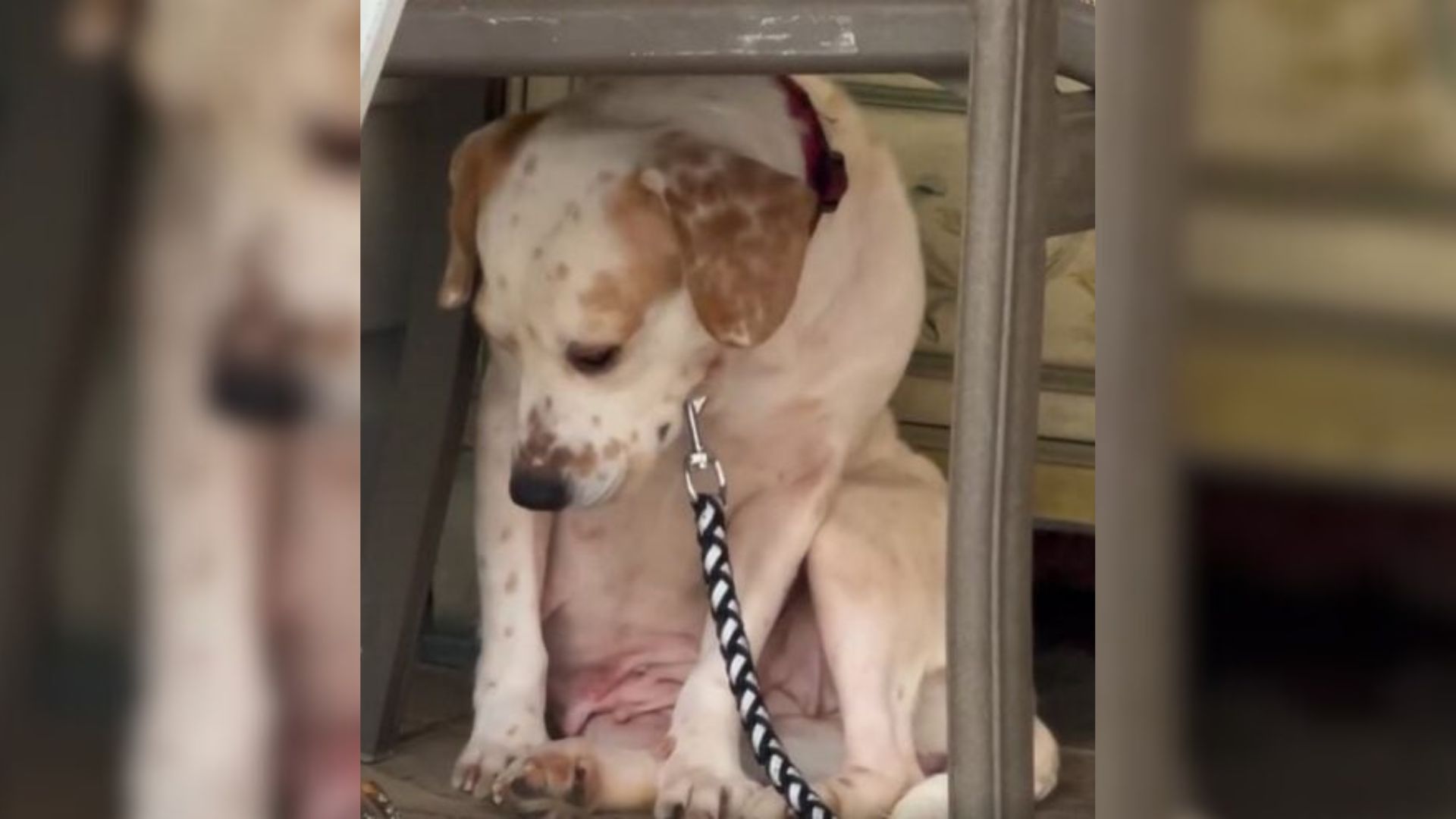 North Carolina Rescue Story Reveals How Patience And Love Can Heal A Broken Spirit