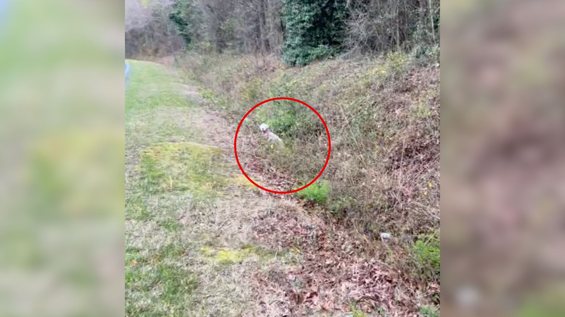 North Carolina Rescuer Peers Into A Ditch And Discovers A Heartbreaking Sight She’ll Never Forget