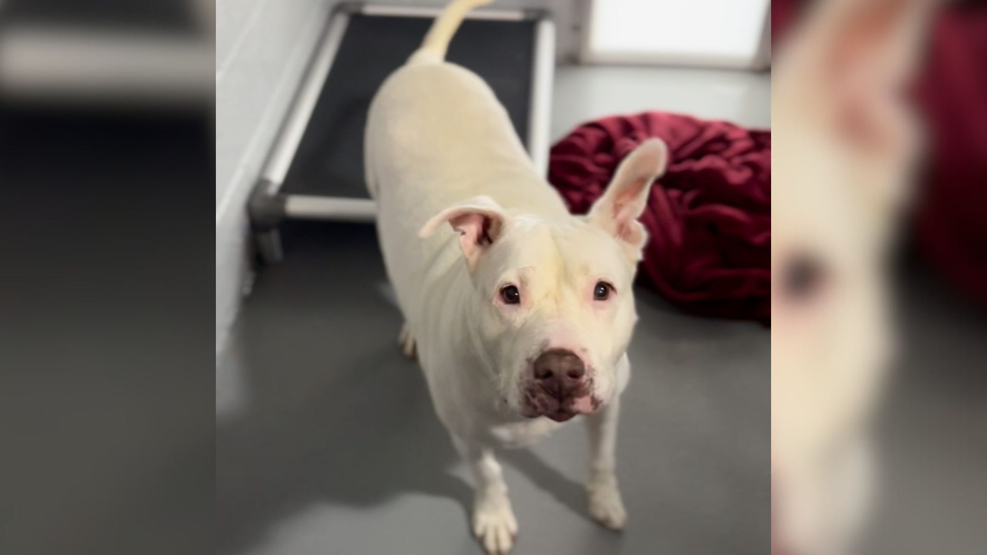 North Carolina Senior Dog Waits 650 Days For Adoption, Only To Face Heartbreak Again